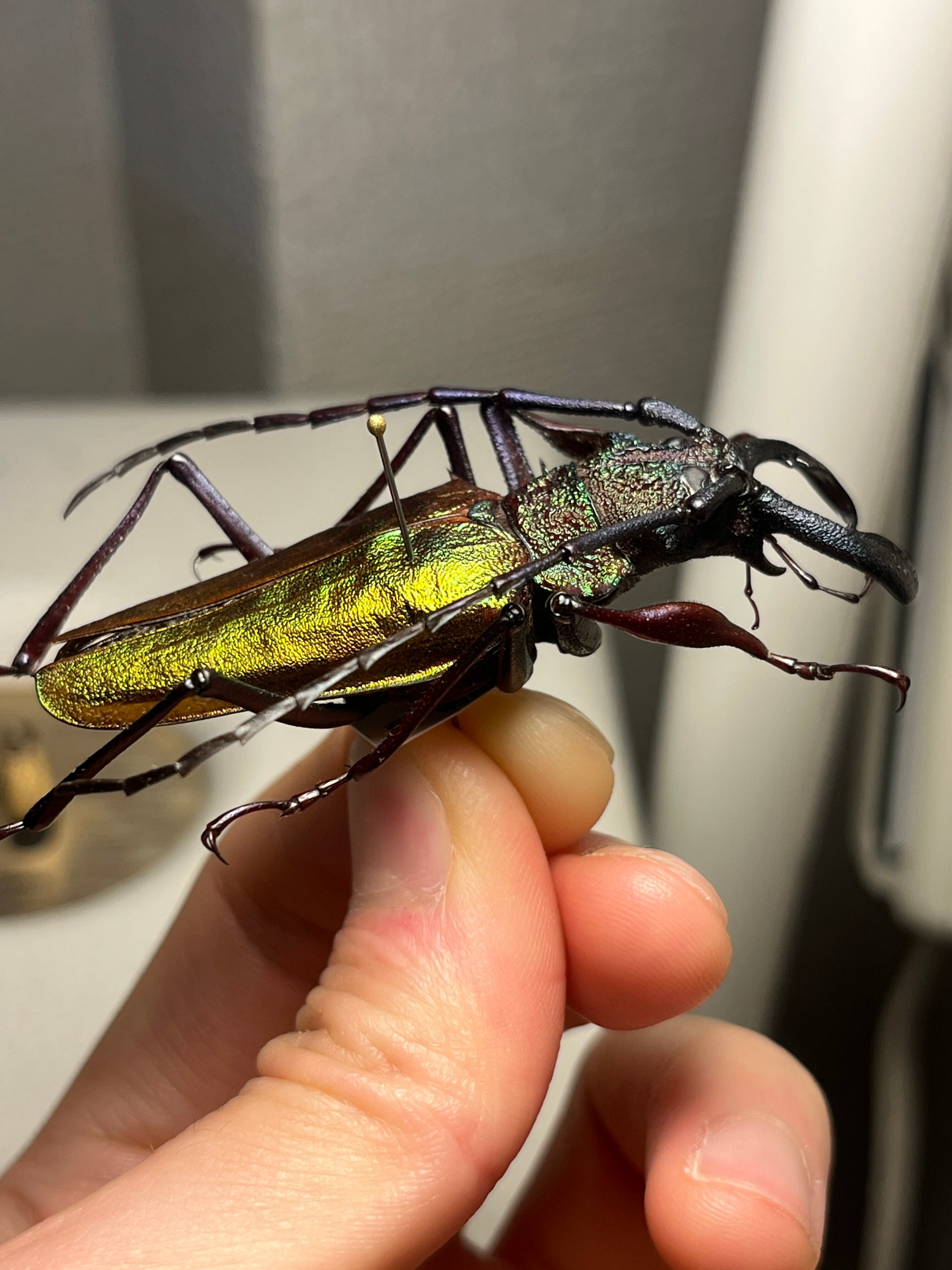 赤黄緑青】ルリオニカミキリ ムラサキオニノコギリカミキリ