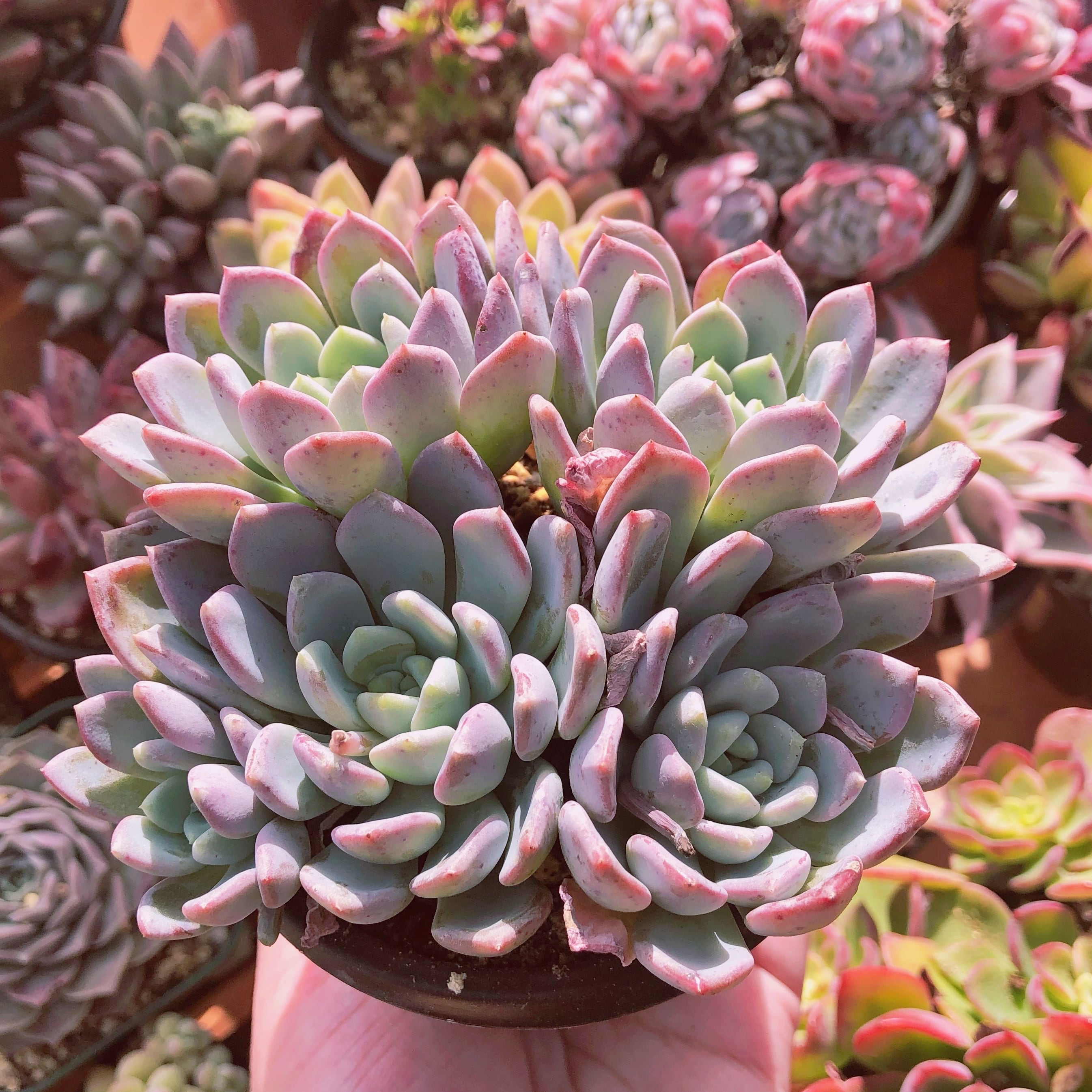 多肉植物　 ブルーアゲート　3～5頭　大群生