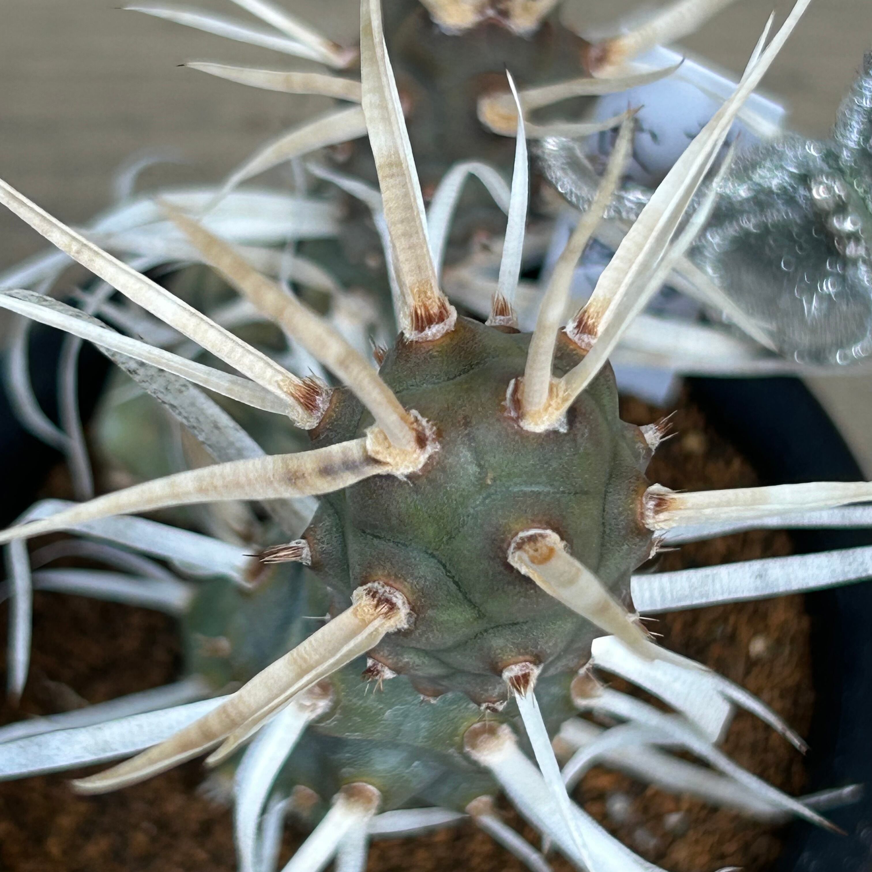 H)武蔵野 テフロカクタス | RuPo 多肉植物専門店 H)武蔵野 テフロカクタス | RuPo 多肉植物専門店