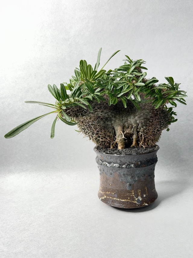 パキポディウム・ラメリー綴化