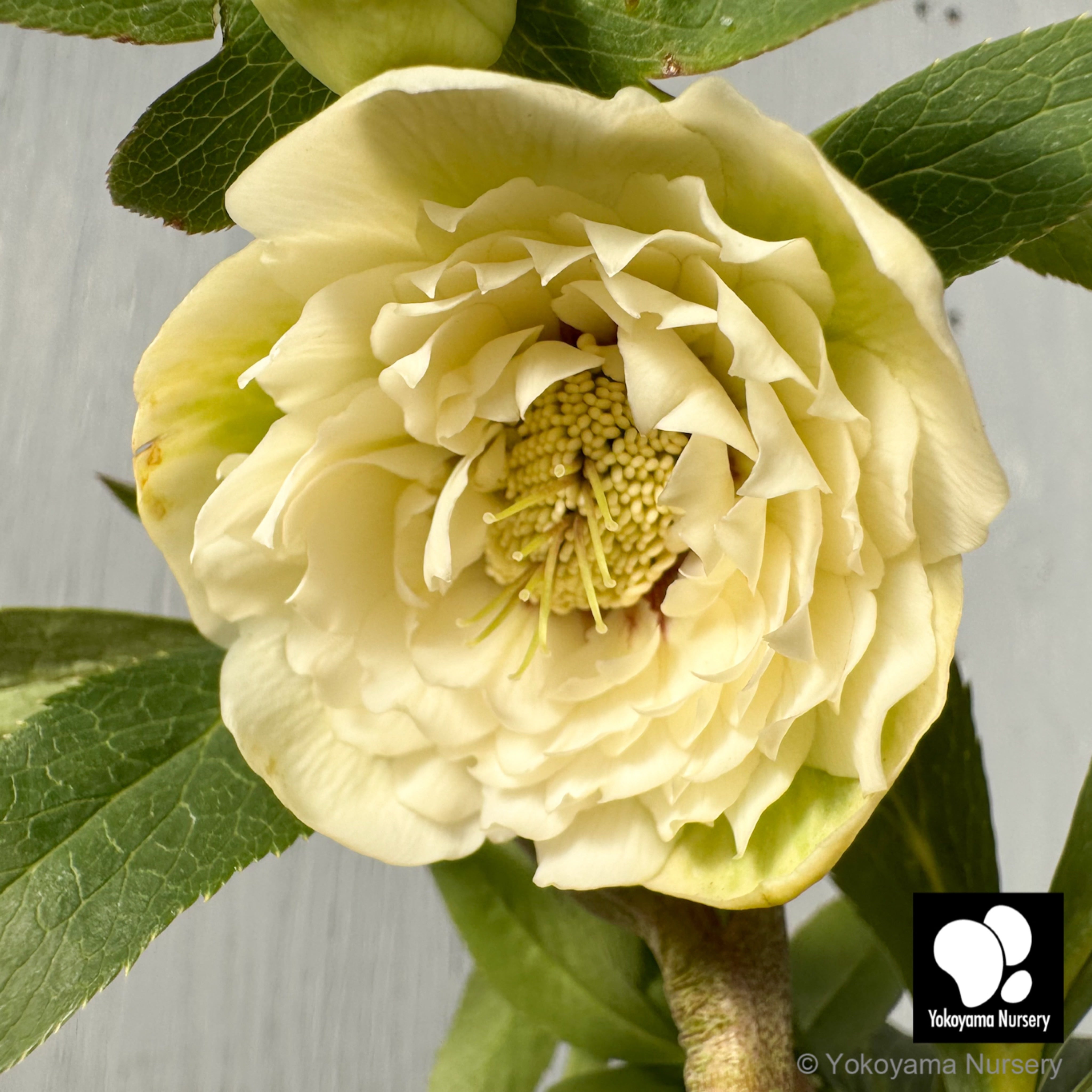 おこめ様ご依頼品 クリスマスローズ 開花株 横山園芸 2苗 現品 匿名