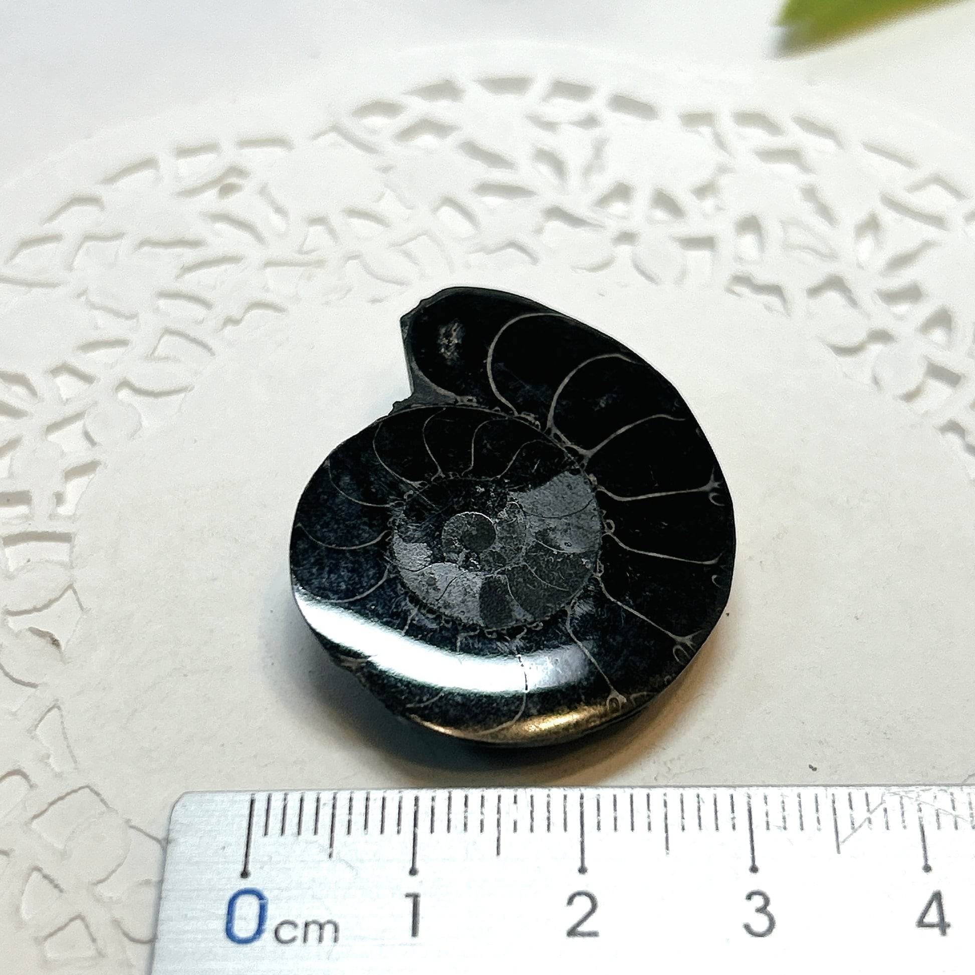 17923】ブラックアンモナイト アンモナイト 黒い マダガスカル 赤鉄鉱