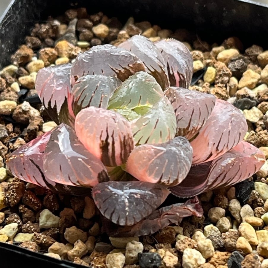 ハオルチア 雫石錦 | mocono_plants