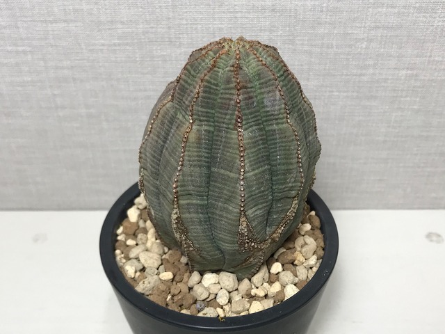 ユーフォルビア オベサ