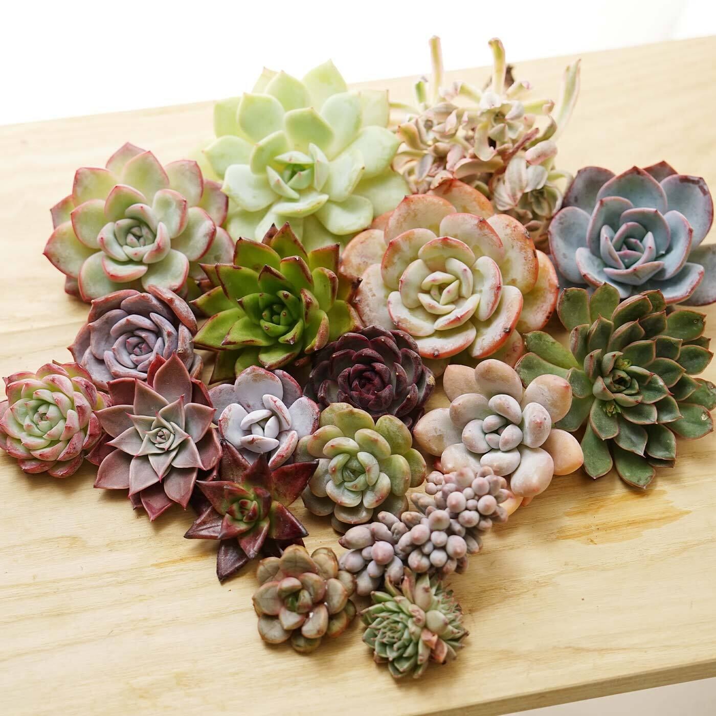 マロニエラポ　カット苗 マロニエラポ カット苗 【公式通販】