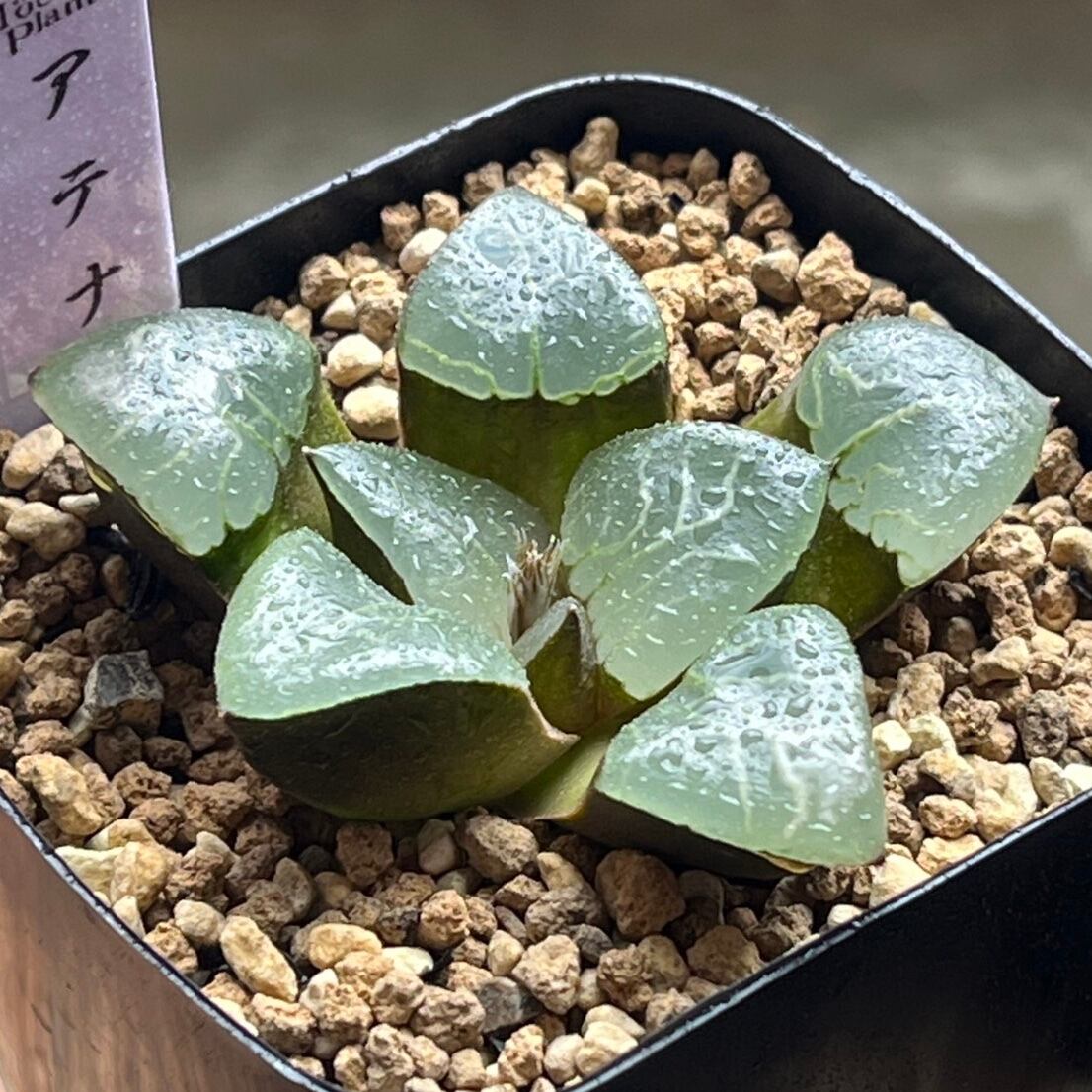 ハオルチア 三仙寿錦 | mocono_plants