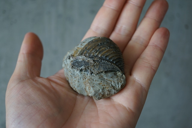 ドイツ産トリゴニア化石 Trigonia interlaevigata 1953