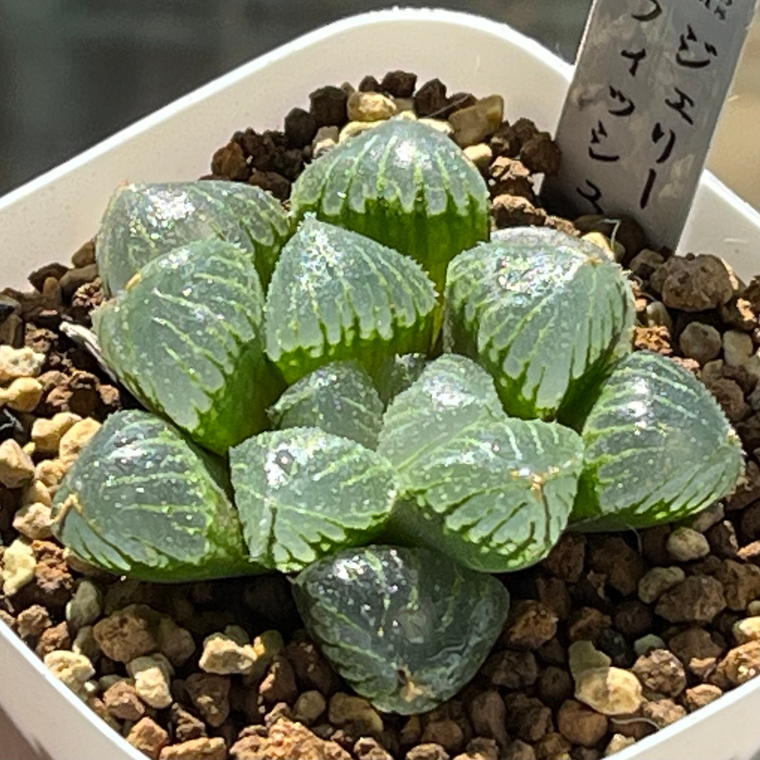 ハオルチア 紫王 オブツーサ錦 | mocono_plants