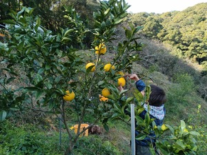 土佐文旦　３kg（５～６個）おひとり様向け