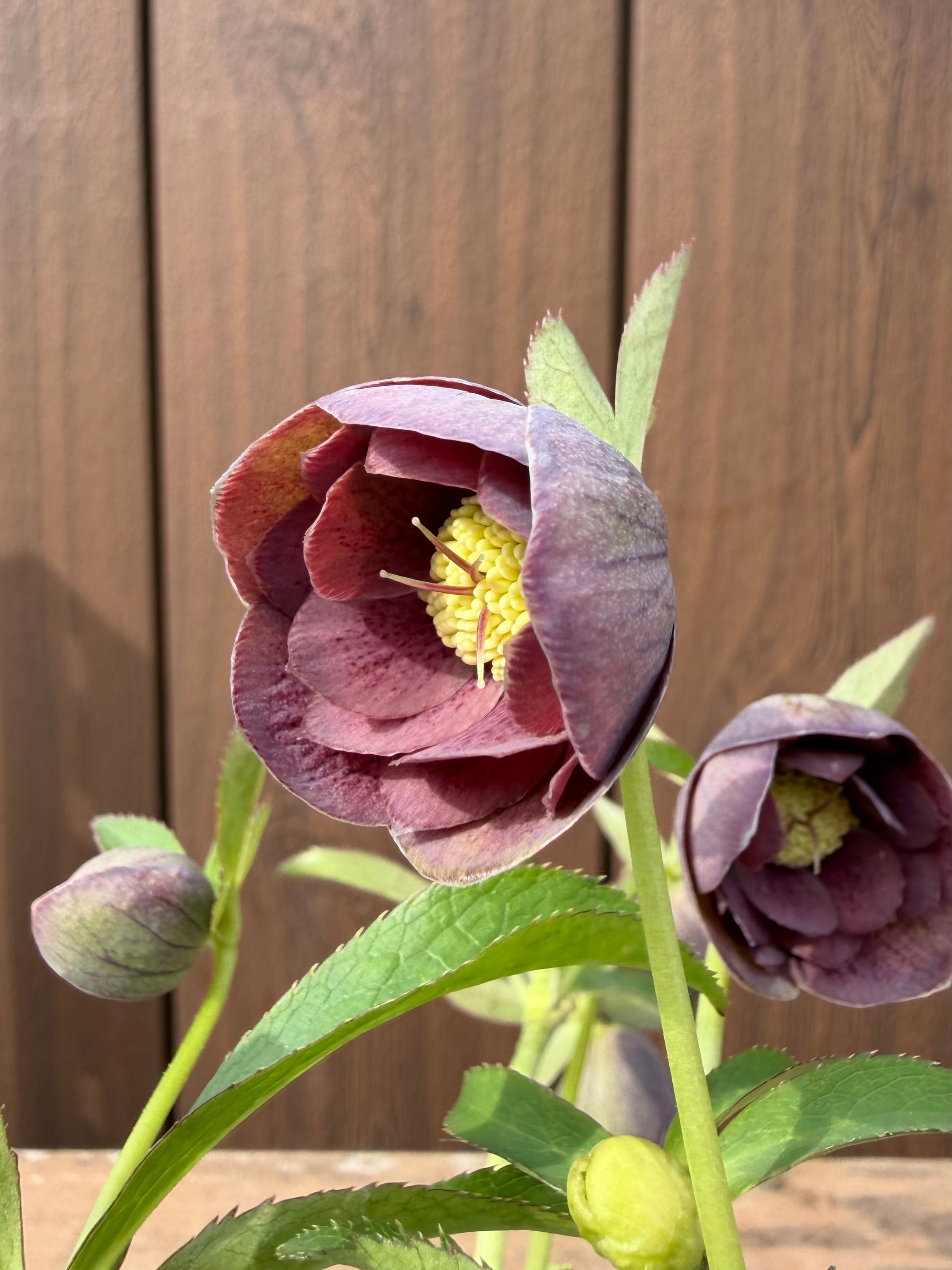 渋あずきカラーdd 加藤農園 クリスマスローズ【Ka10】送料無料