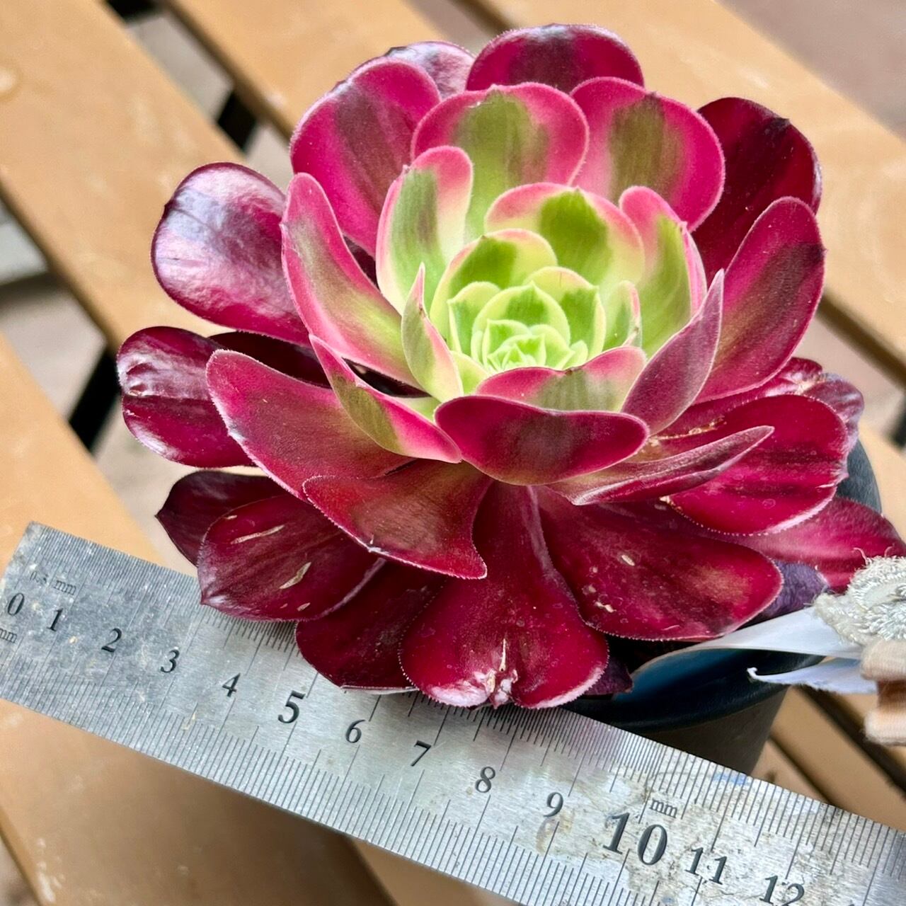 多肉植物アエオニウム錦❤️ 皺葉仙墨 ❤️1大頭11-12cm拔き