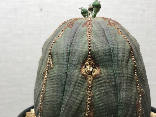 ユーフォルビア オベサ