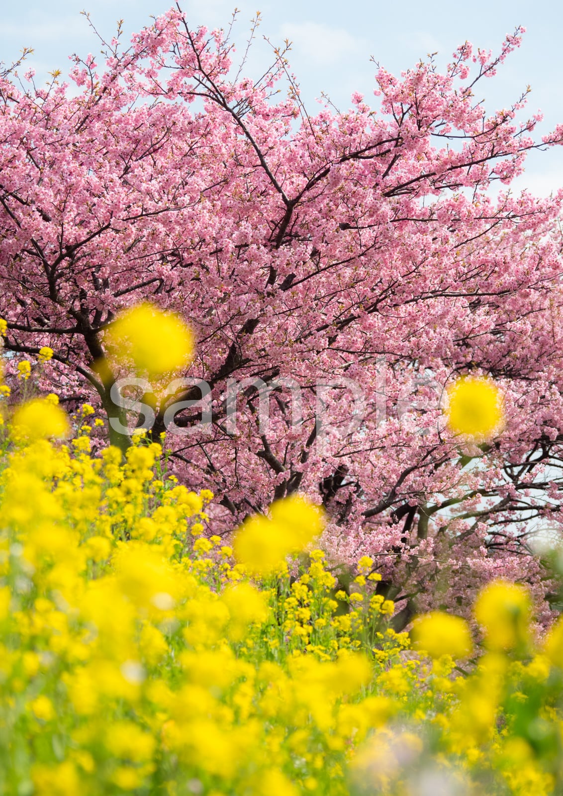 お花A4サイズです。 お花A4サイズです。 | ヤマダウェブコム