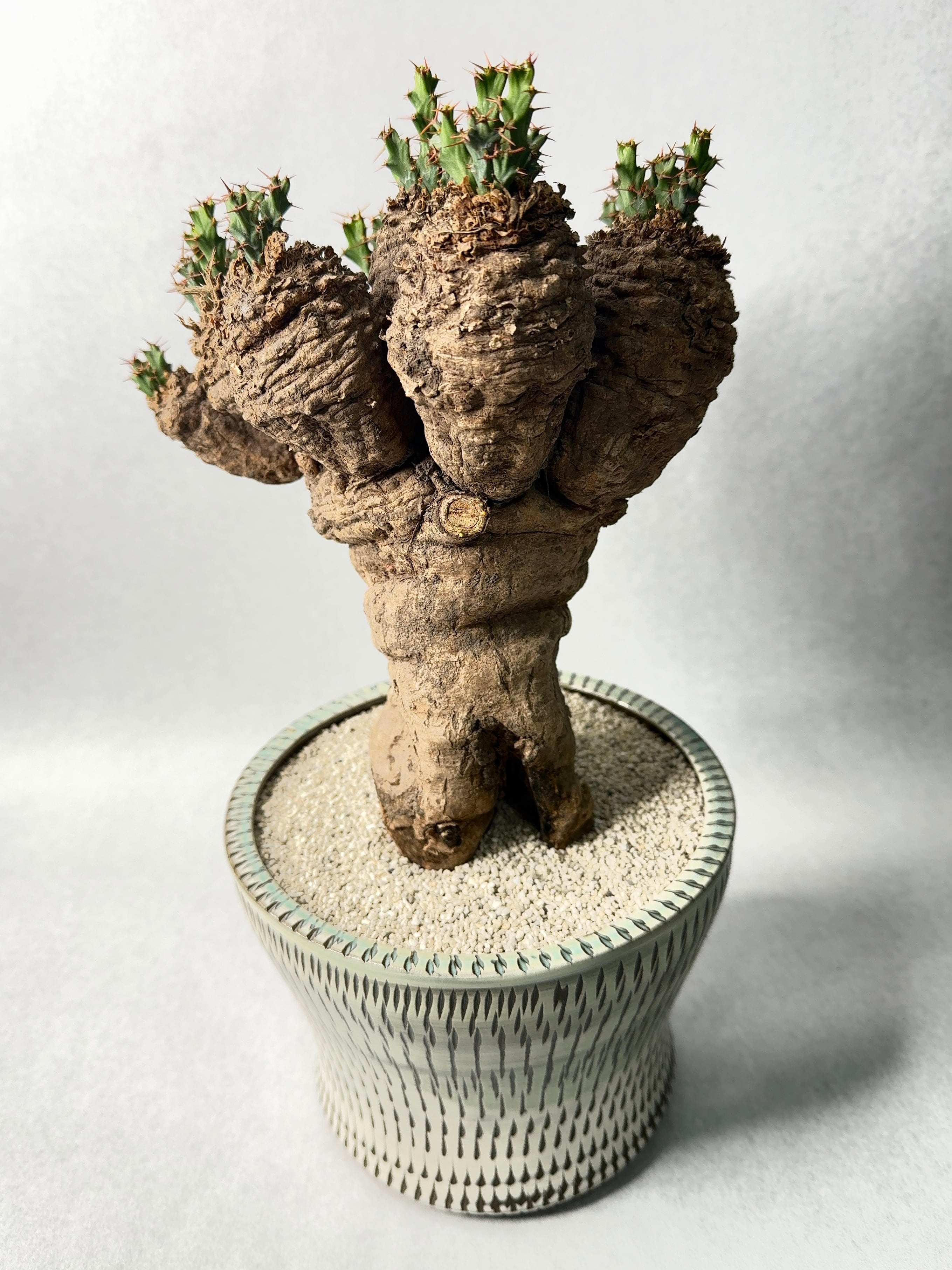 ユーフォルビア・クラビゲラ | trigger