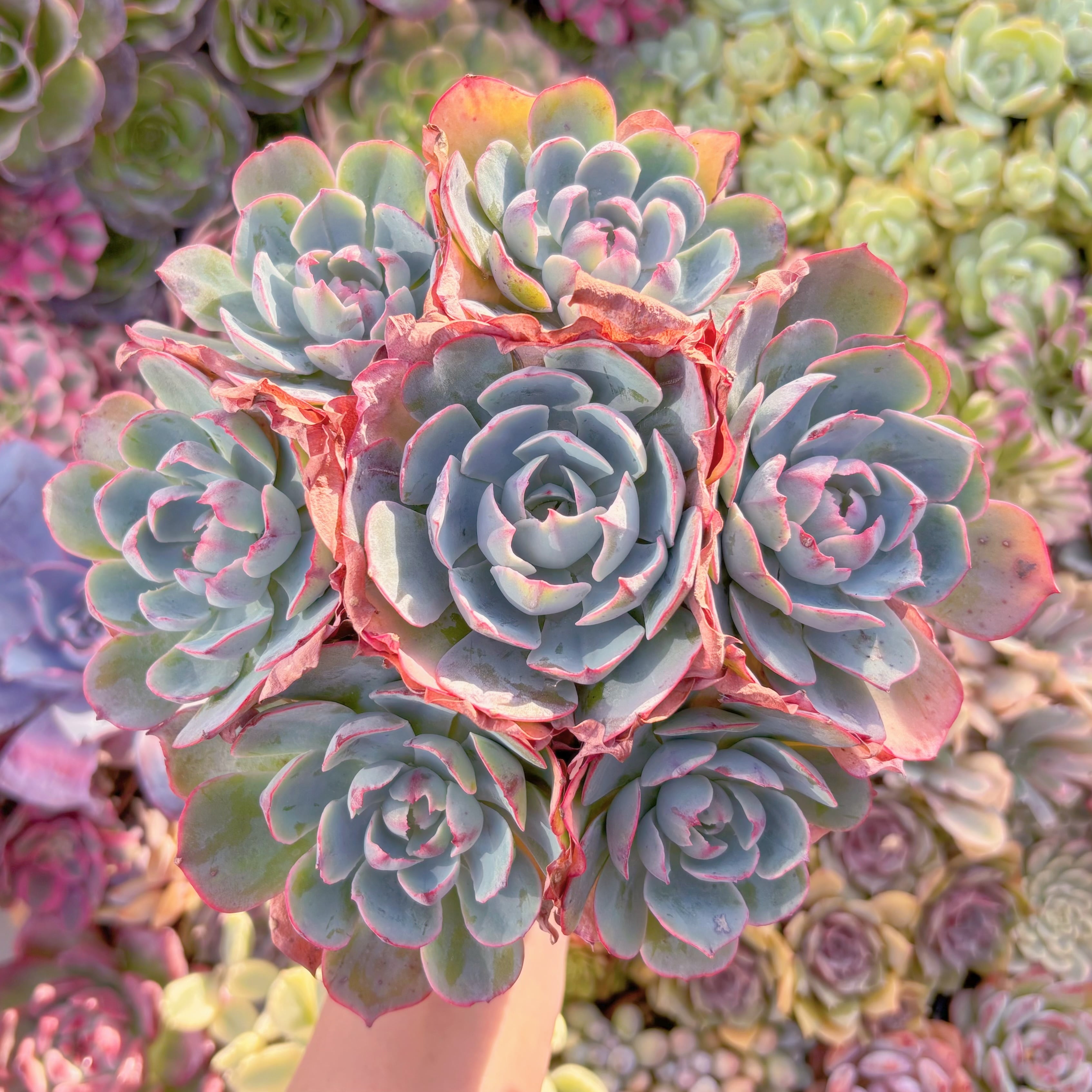 現品　アミスター#547　大群生　るる農園