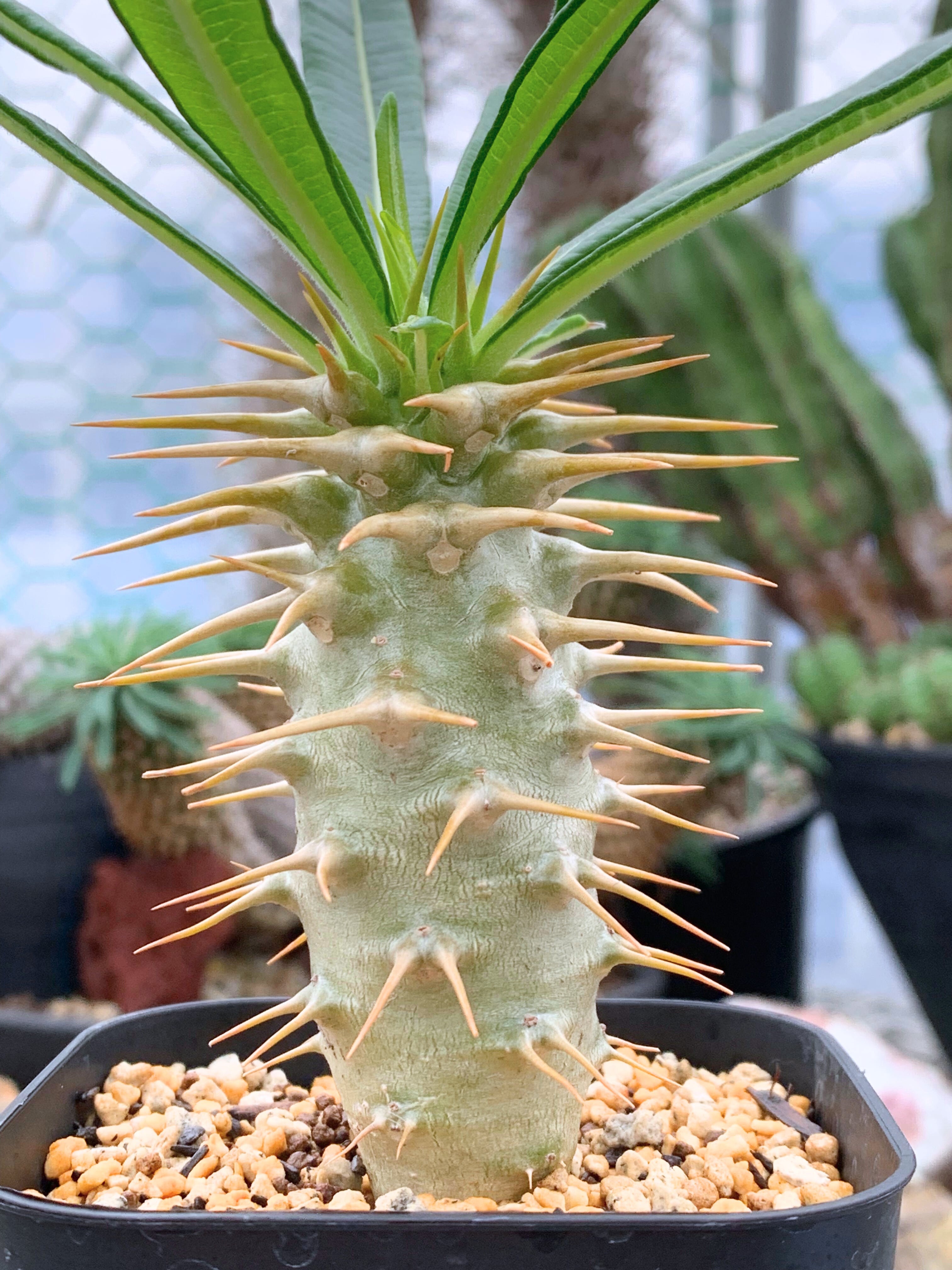 超赤肌　手乗りグラキリス　発根済み 塊根植物 | CACTUS330