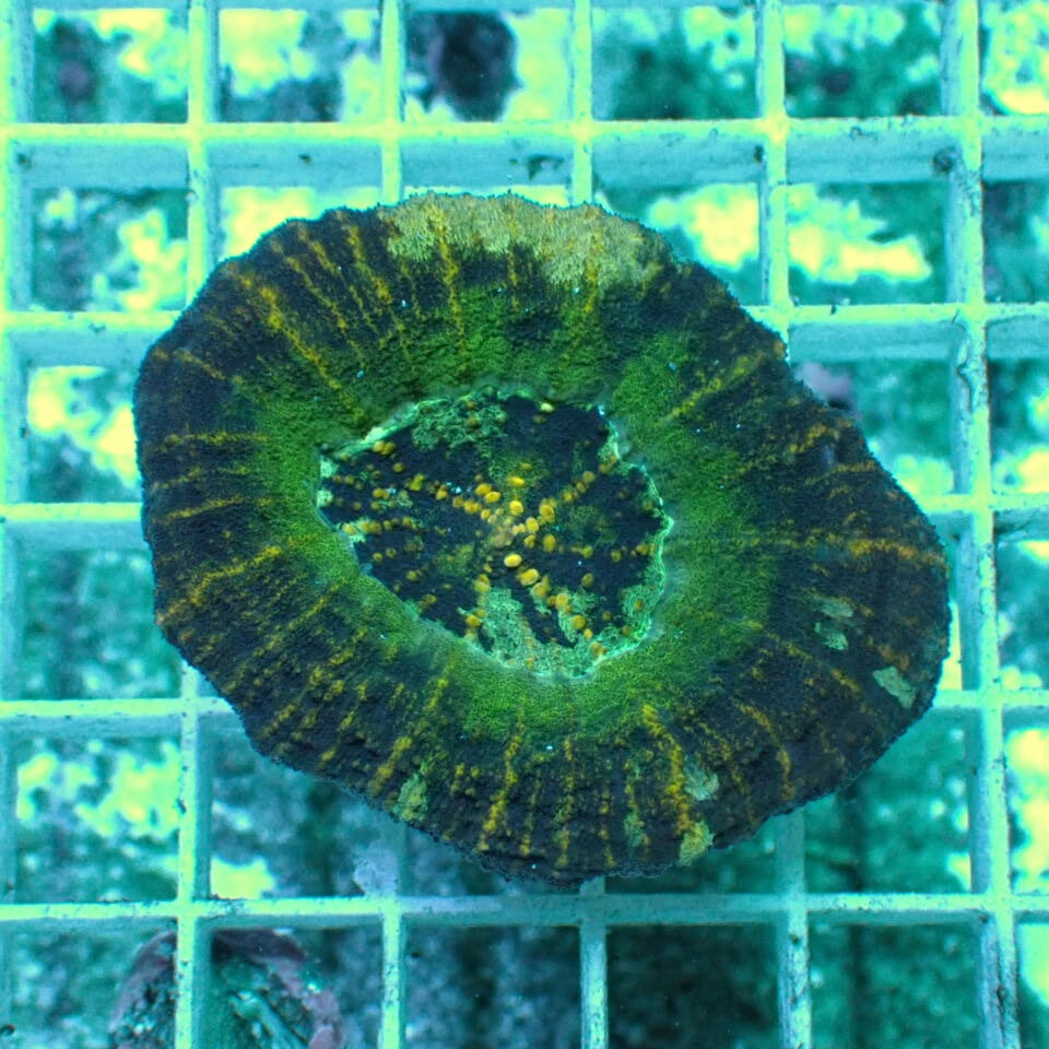 スコリミア | HOUSE REEF(ハウスリーフ)サンゴ・海水魚・海藻・通販