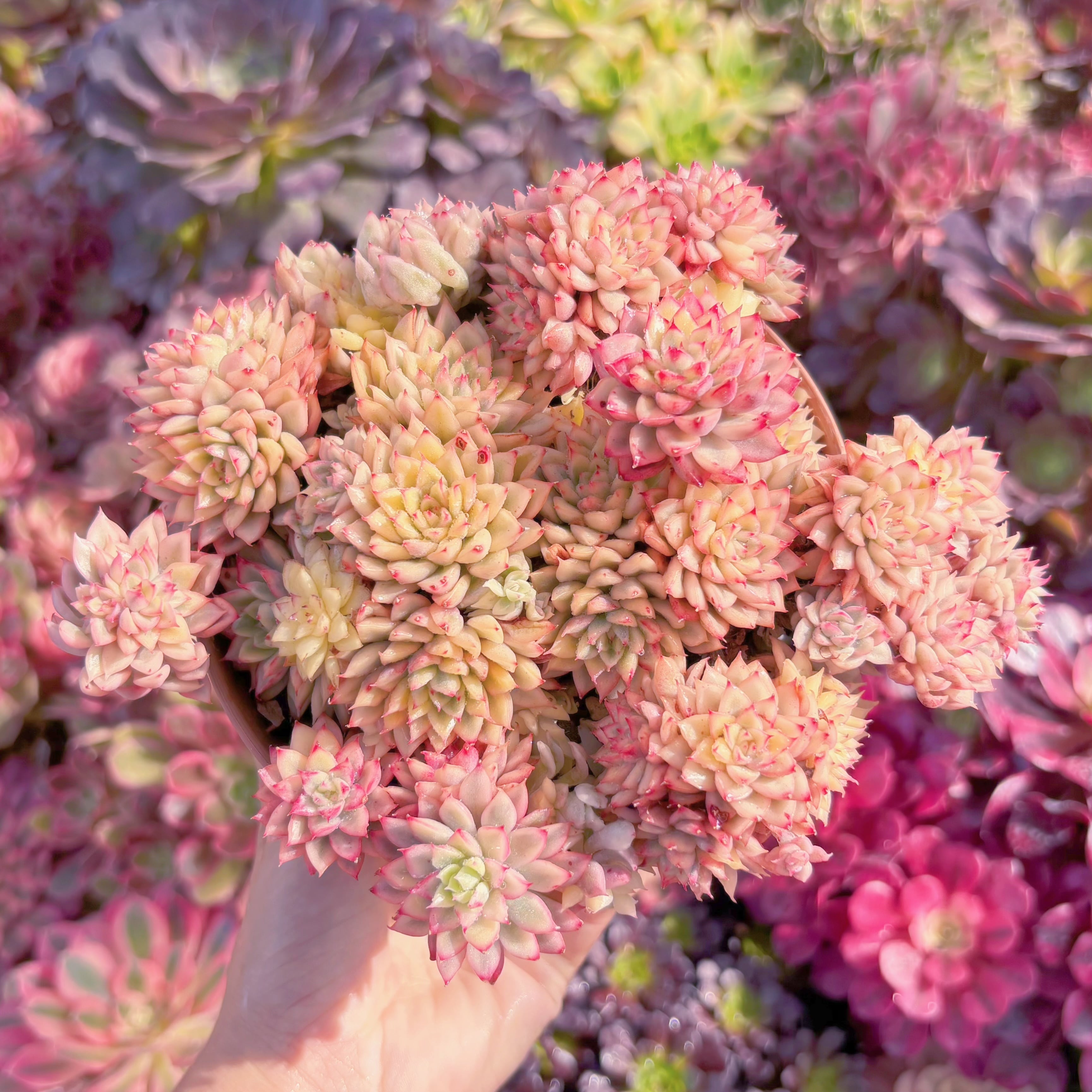 現品　女雛錦#M104　群生　るる農園