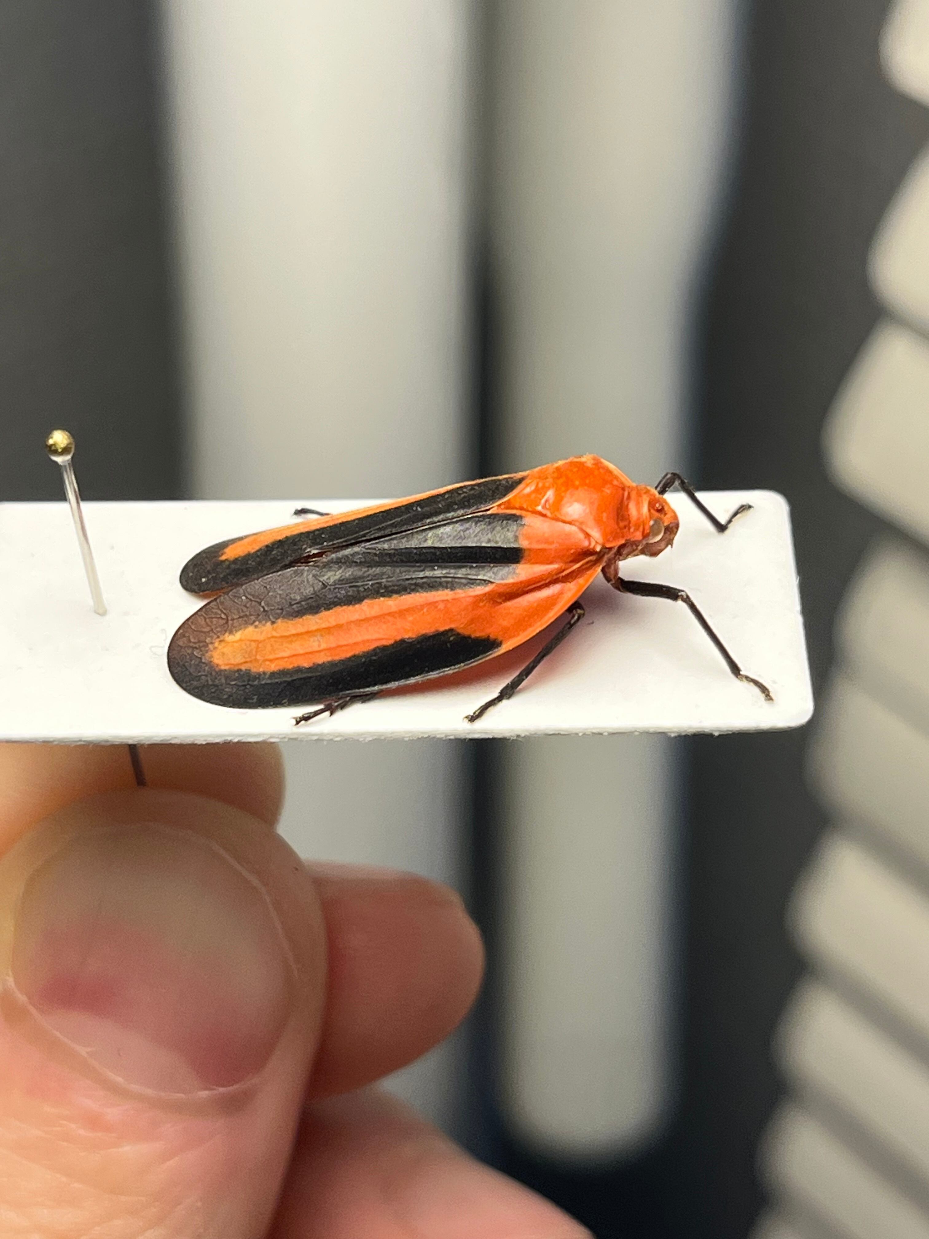 ペルーのコガシラアワフキムシの一種 標本 コガシラアワフキ ツノゼミ ペルーのコガシラアワフキムシの一種 標本 コガシラアワフキ ツノゼミ