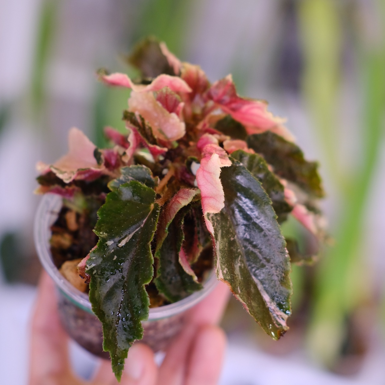 Begonia ginny galaxy│ベゴニア ジニー ギャラクシー⑦│観葉植物