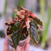 Begonia ginny galaxy│ベゴニア ジニー ギャラクシー⑦│観葉植物