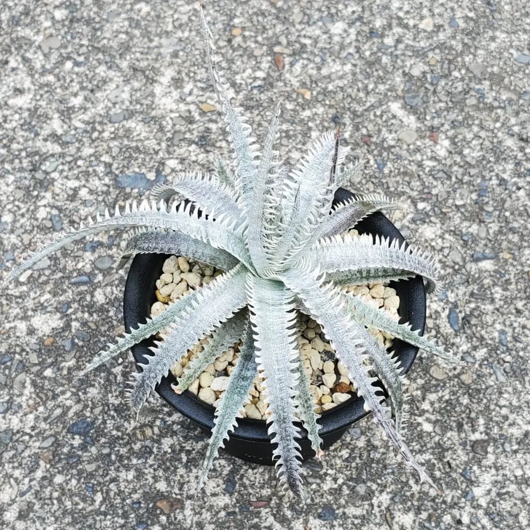 レアプランツ通販サイトPlants Maniax（プランツ・マニアックス）