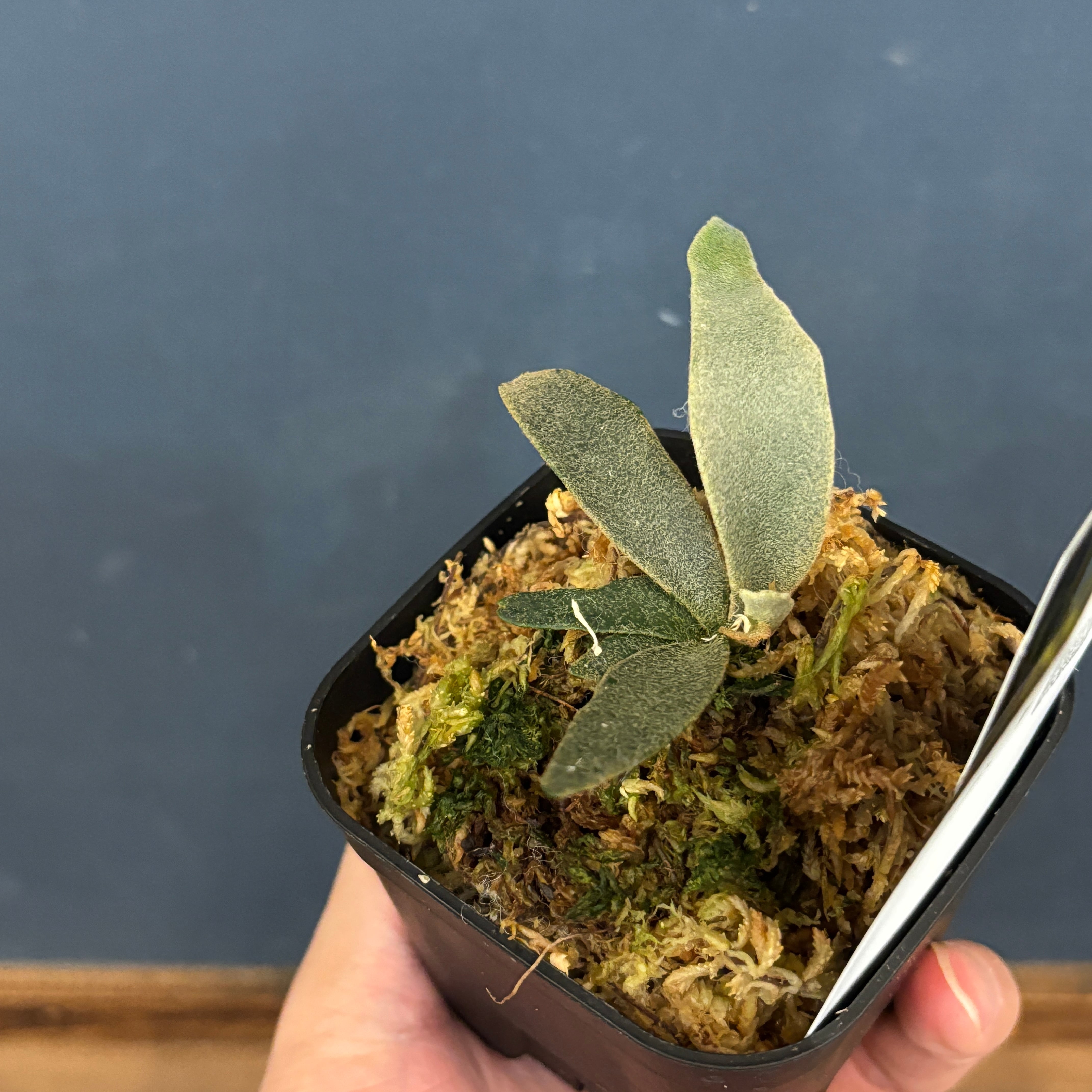 ビカクシダ ジェニー P. willinckii 'Jenny'【542】 | PROTOLEAF