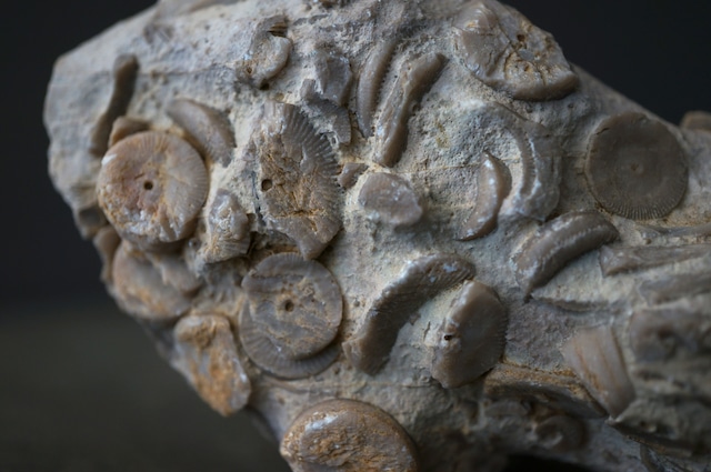 雲南省産ウミユリ化石 Crinoid Fossil 1958