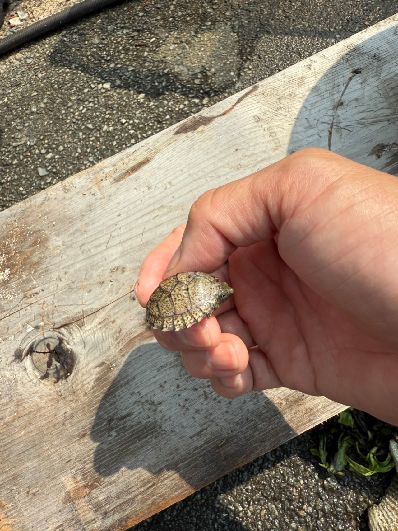 カブトニオイガメ - 6