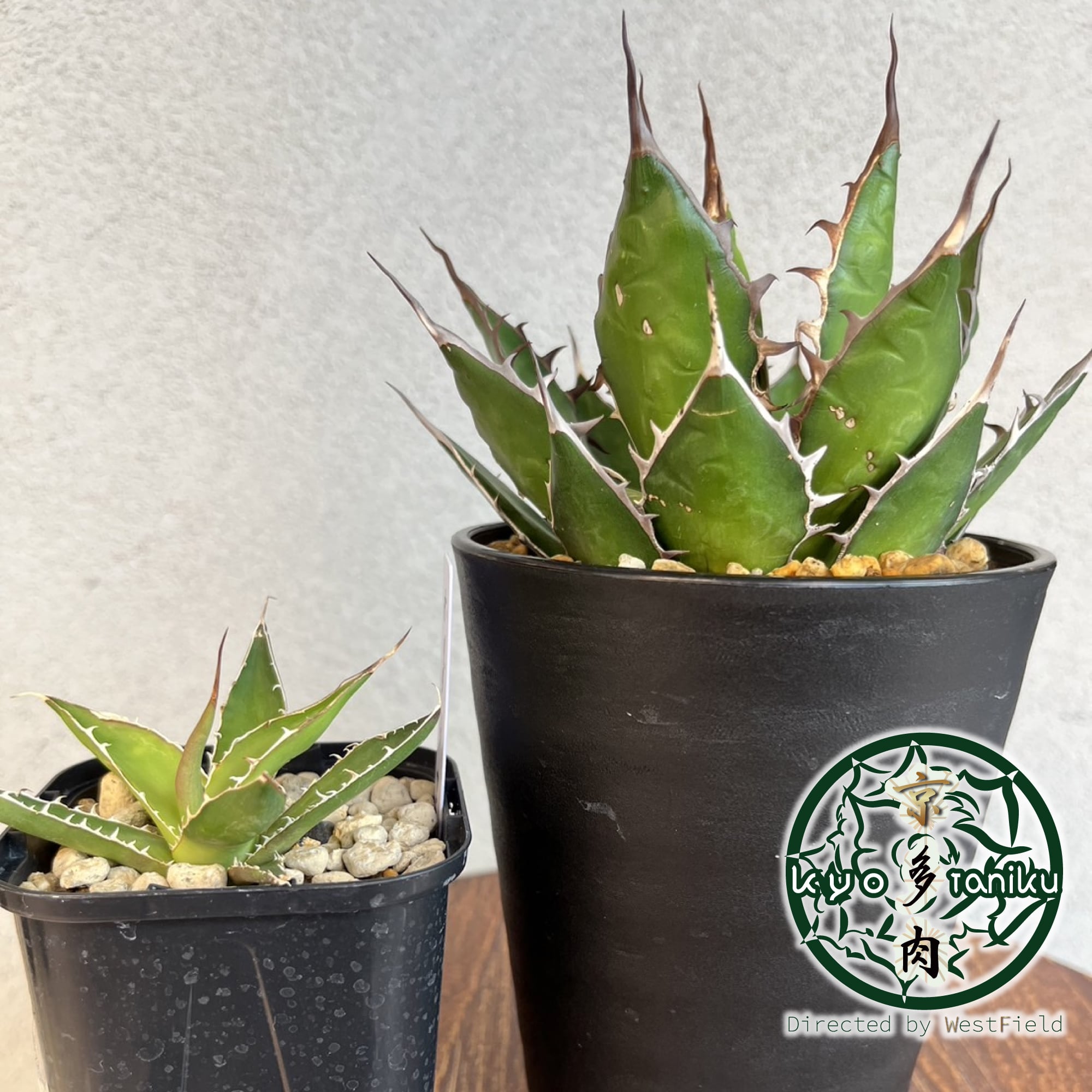 アガベ 鬼之刃 agave titanota チタノタ 発根済み | 京多肉 アガベ 鬼之刃 agave titanota チタノタ 発根済み | 京多肉