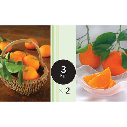 おまかせ温州と愛媛果試28号のW箱 3kg×2