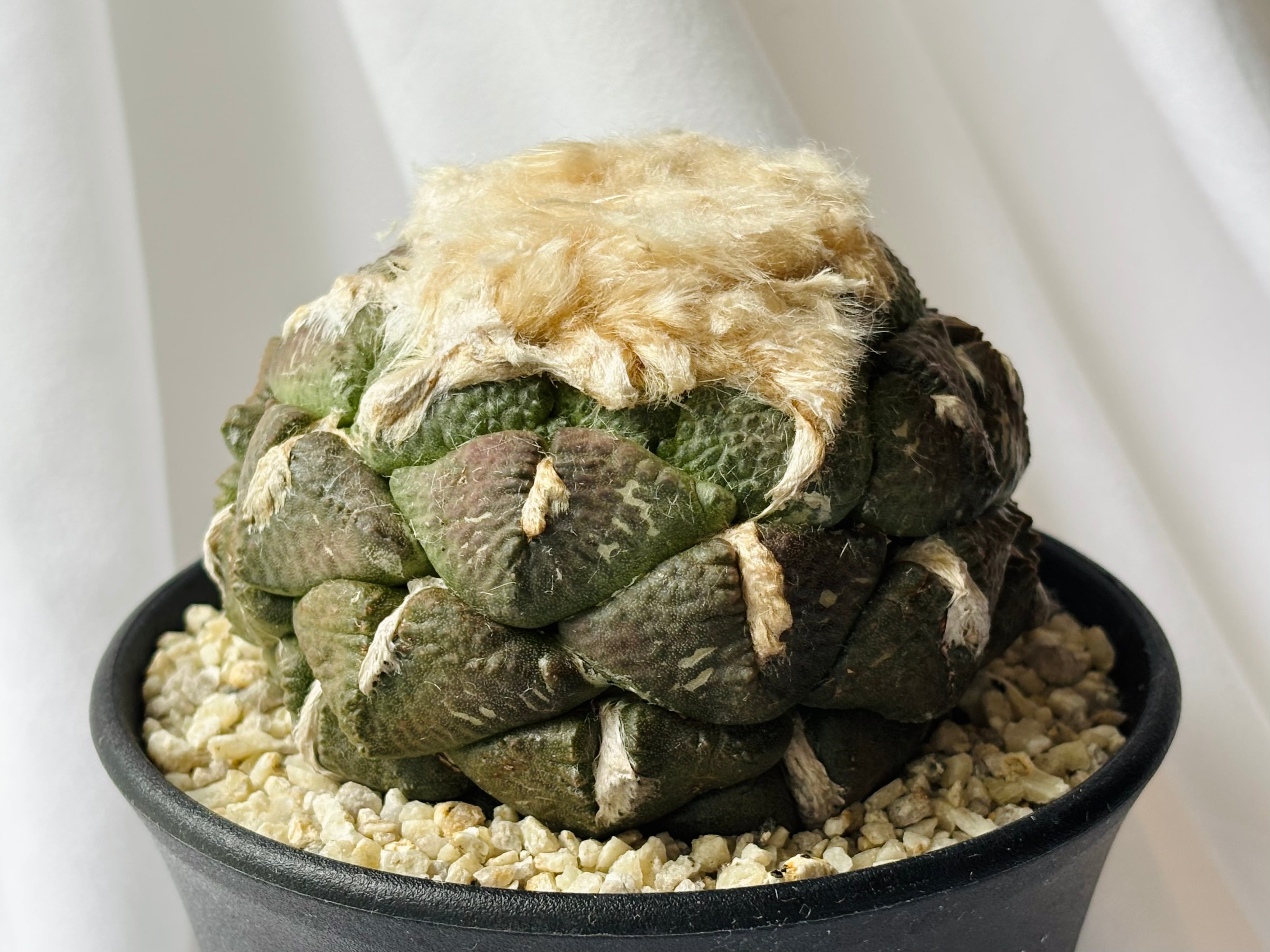 Ariocarpus アリオカルプス | plants MARU ーサボテン・多肉植物のお店ー