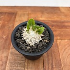 ご注文品Pachypodium brevicaule【パキポディウム・ブレビカウレ・レモンイエロー】