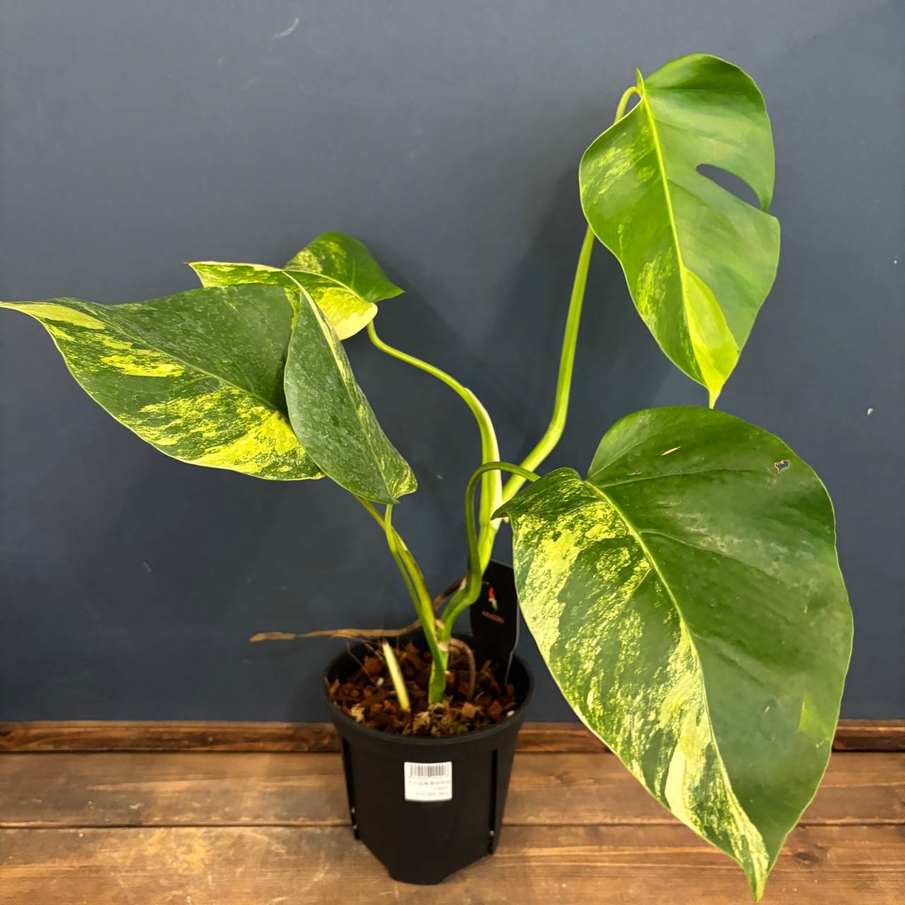 モンステラ　ボルシギアナ　オーレア(黄斑)【1008】