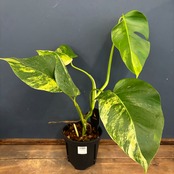 モンステラ　ボルシギアナ　オーレア(黄斑)【1008】