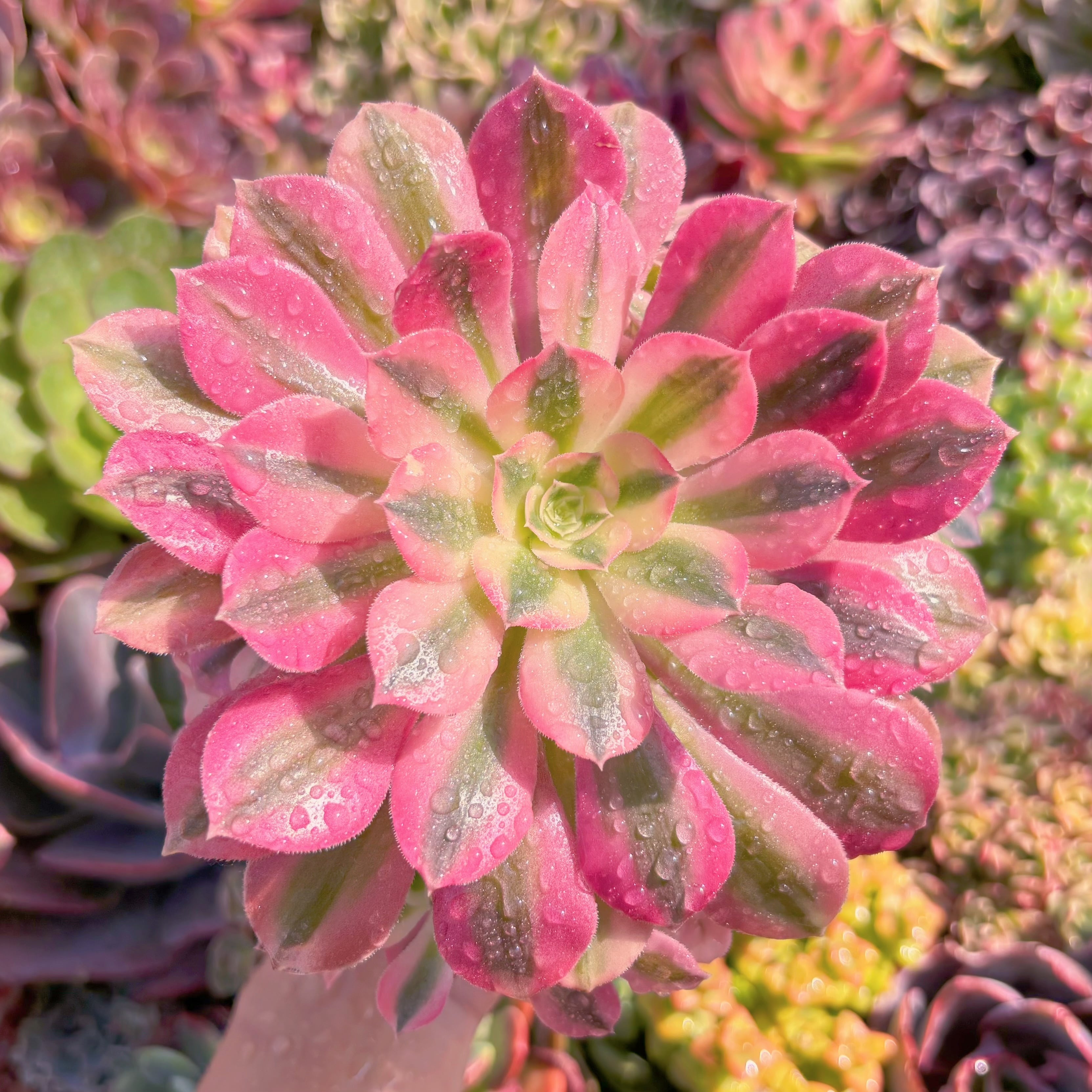 現品　美姫#M280　群生　るる農園