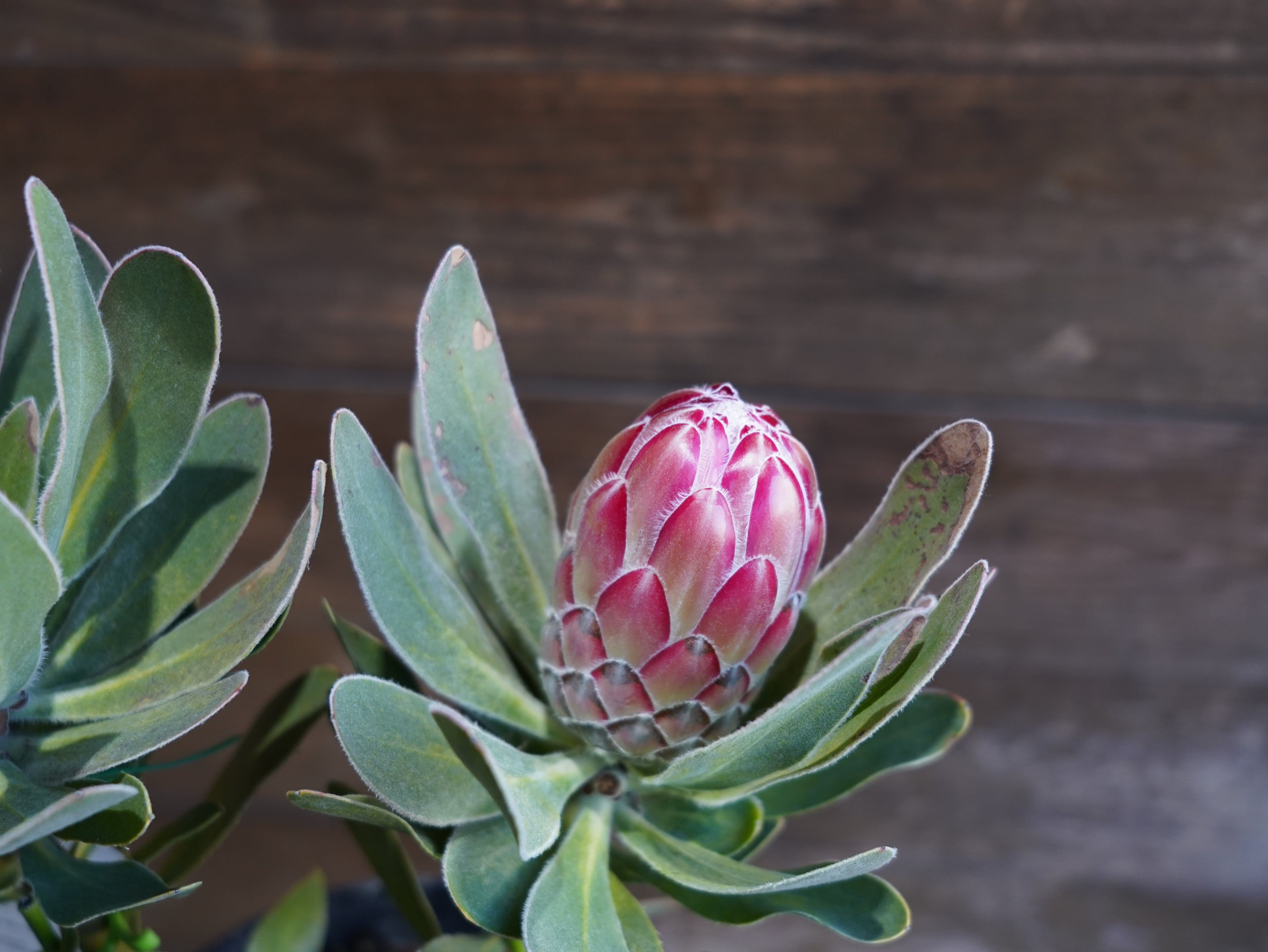 【現物】プロテア "レッドバロン" B