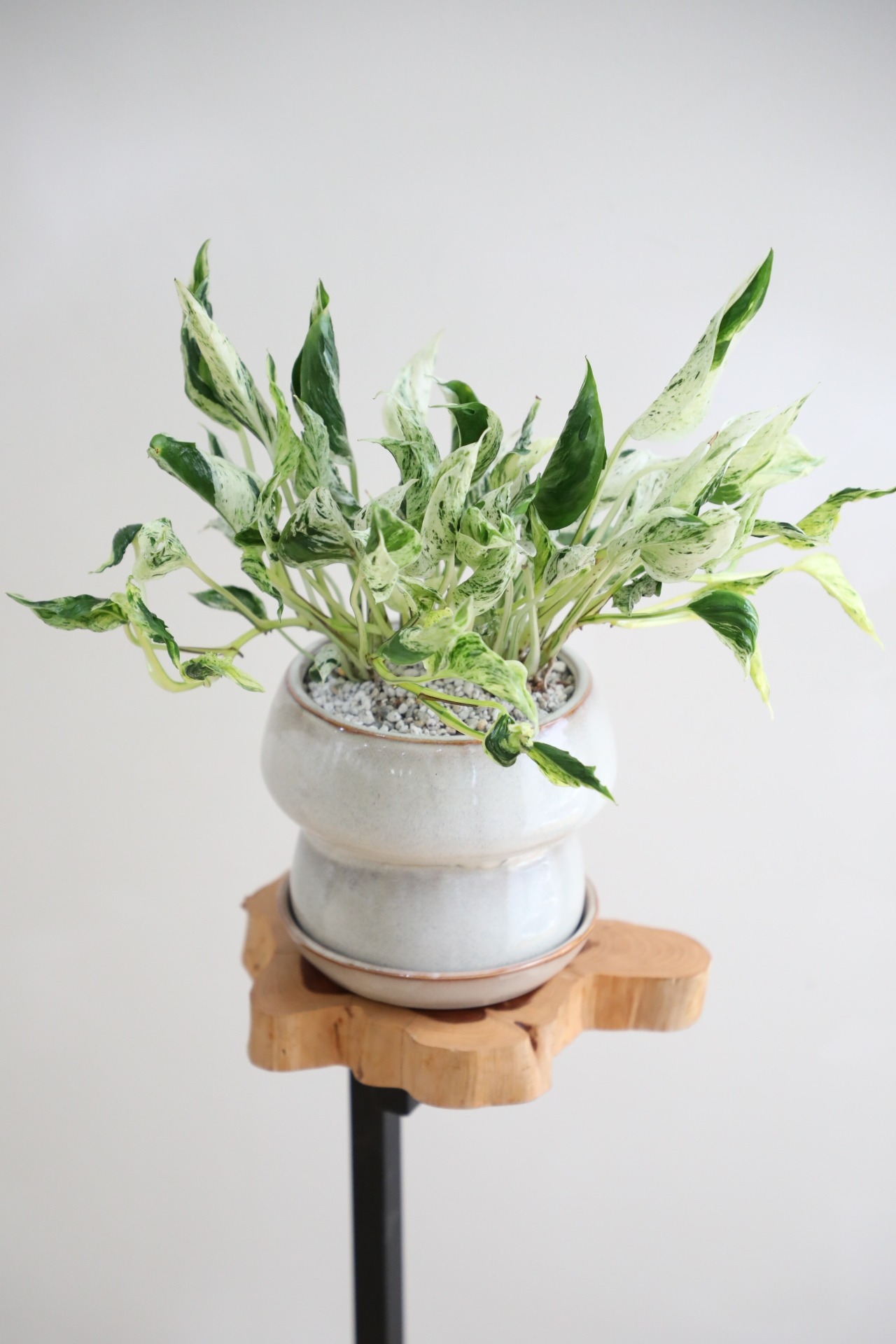 【S】ポトス テルノ ラブソング/Pothos  ※陶器鉢付き