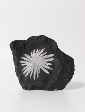 CHRYSANTHEMUM STONE FORMED