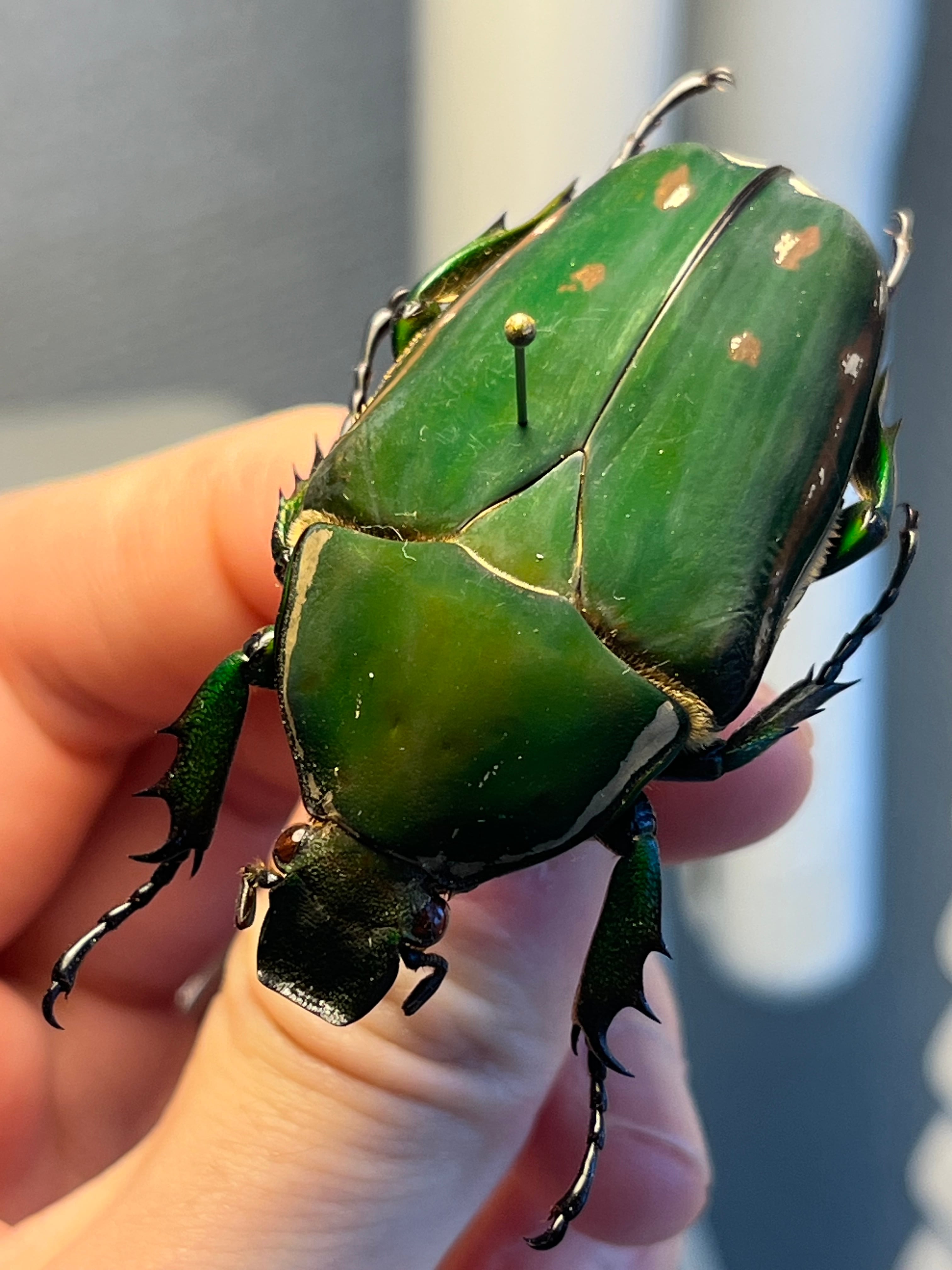 ゴライヤスオオツノカナブン　100mm 属内最大種】クビワオオツノハナムグリ カナブン ゴライアスオオツノ
