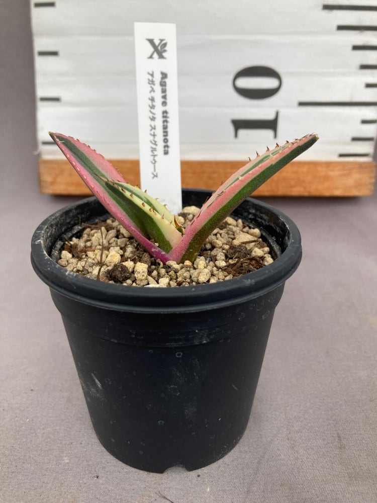 アガベ・吉祥冠錦 ※送料無料 | 日本ライン花木センター