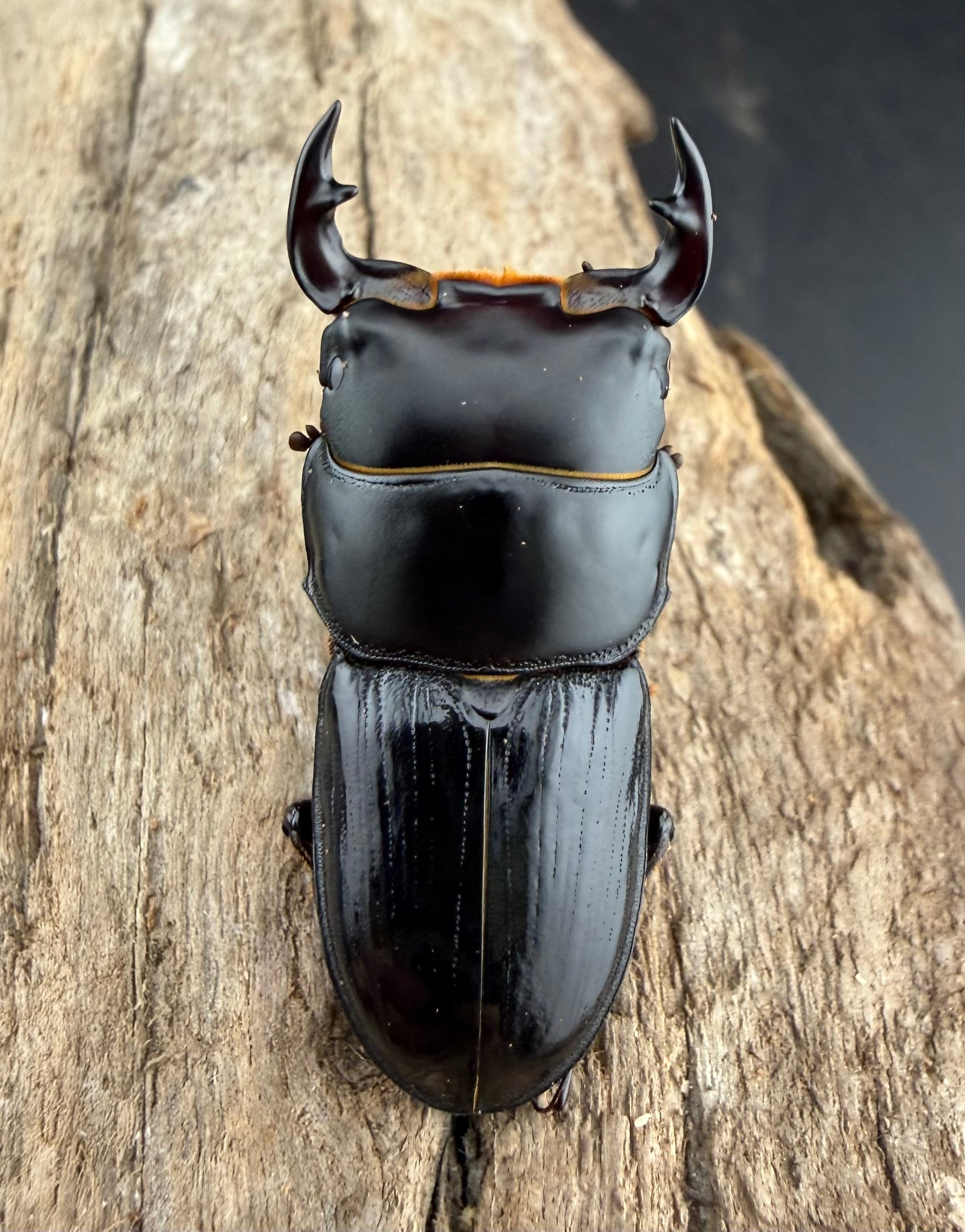 オオクワガタペア スキットオオクワガタ 34mm ペア》 | KPW BASE店