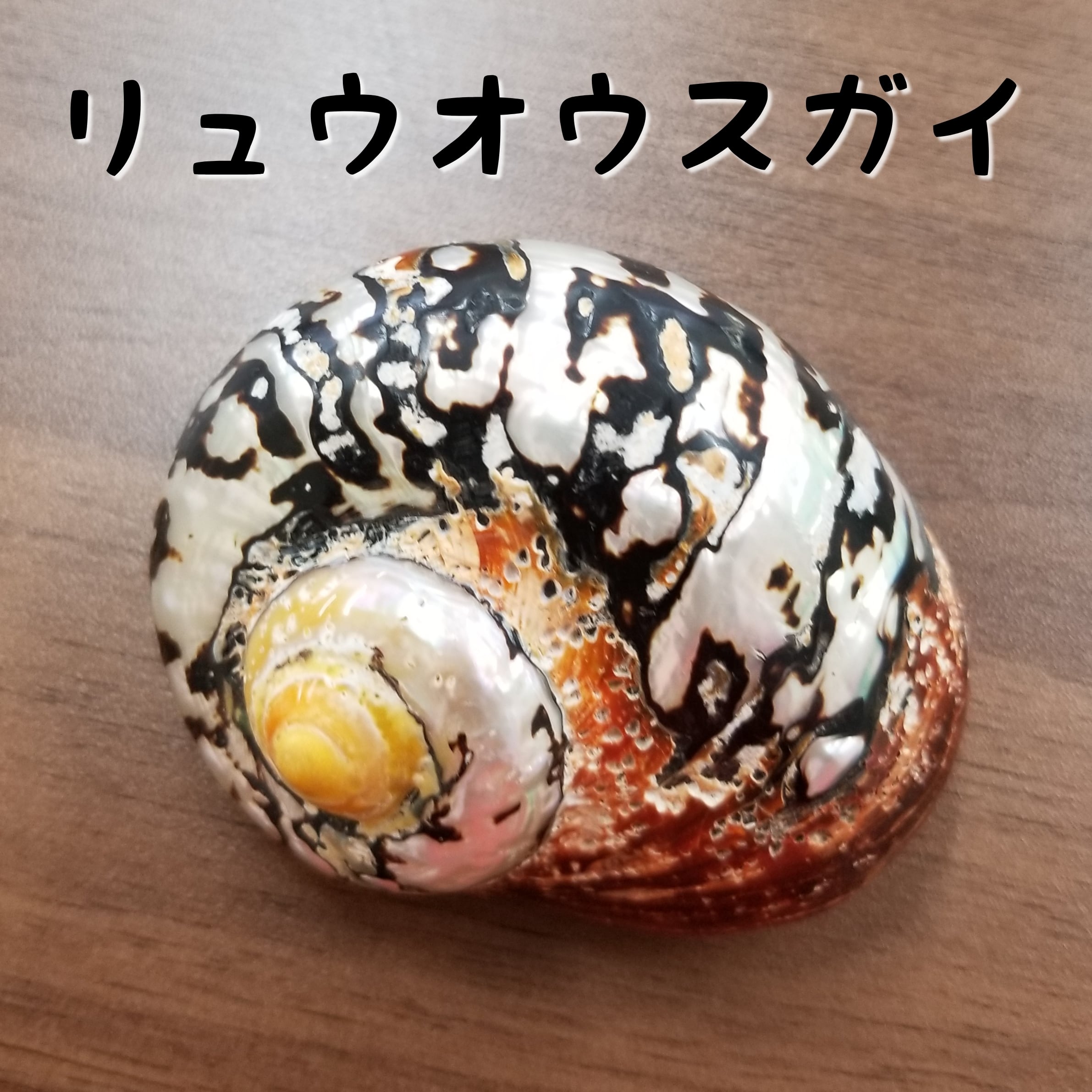 殻口約2.4~2.7cm リュウオウスガイ | オカヤドカリショップ BiTa