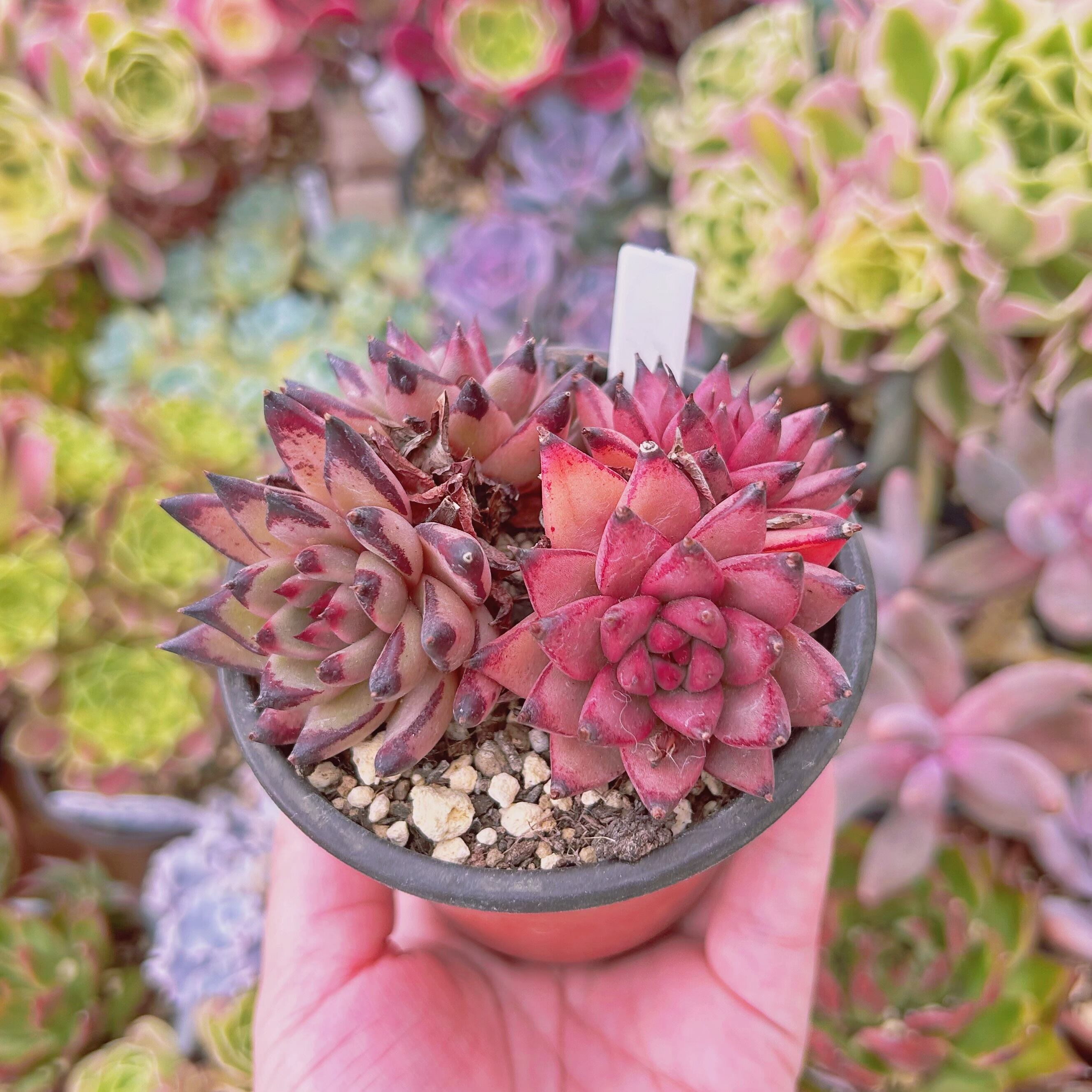 6/29カット苗詰め合わせ♪7/1まで。多肉植物セダム 【公式通販】