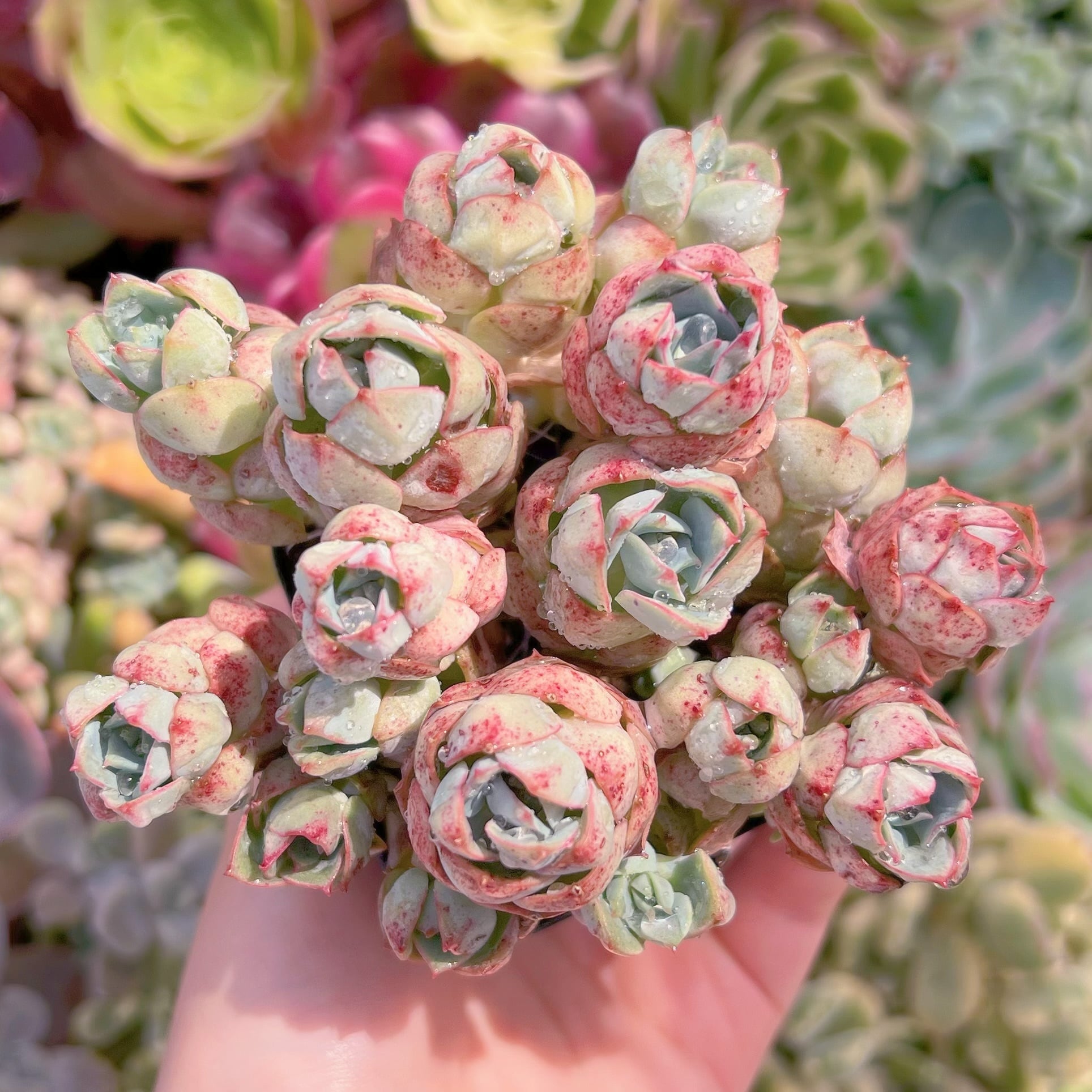 現品　イタリアローズ#2170　るる農園