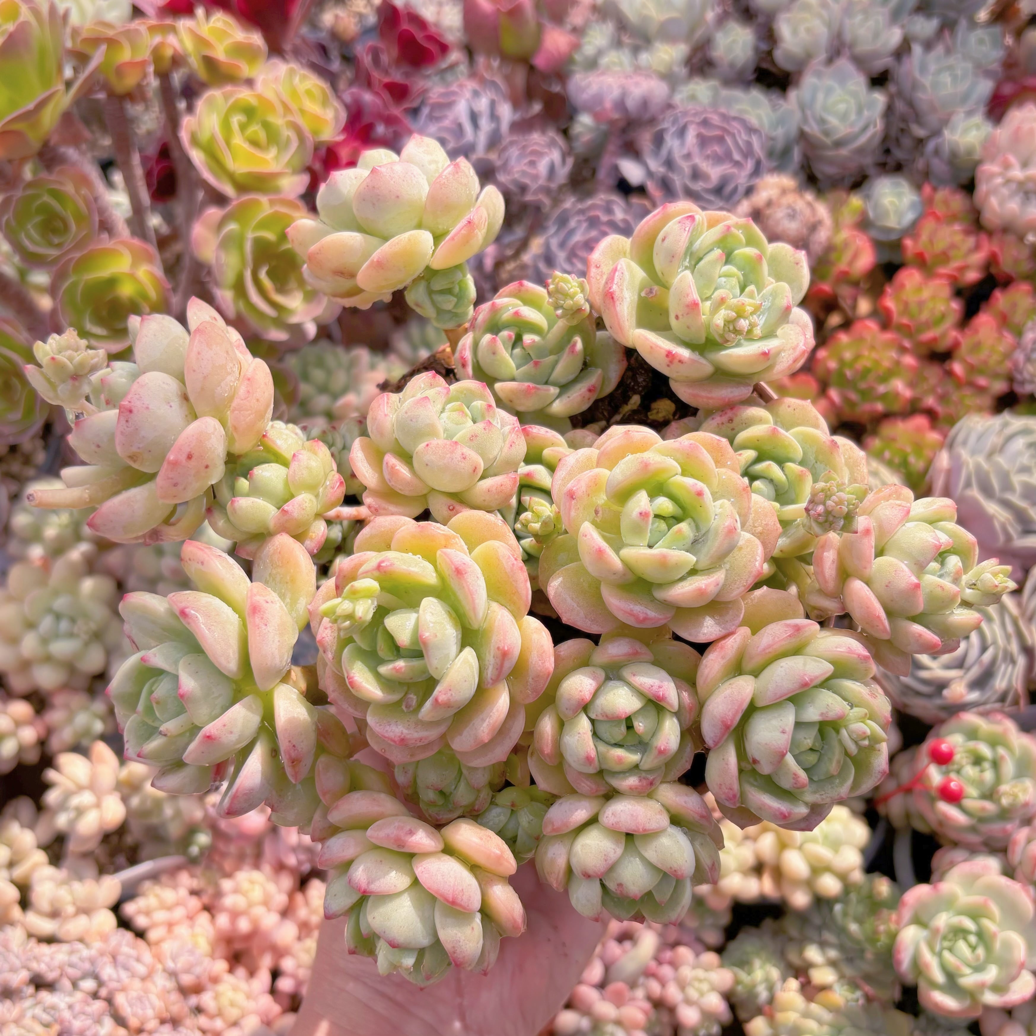 現品　バニラビス#092　新入荷　るる農園