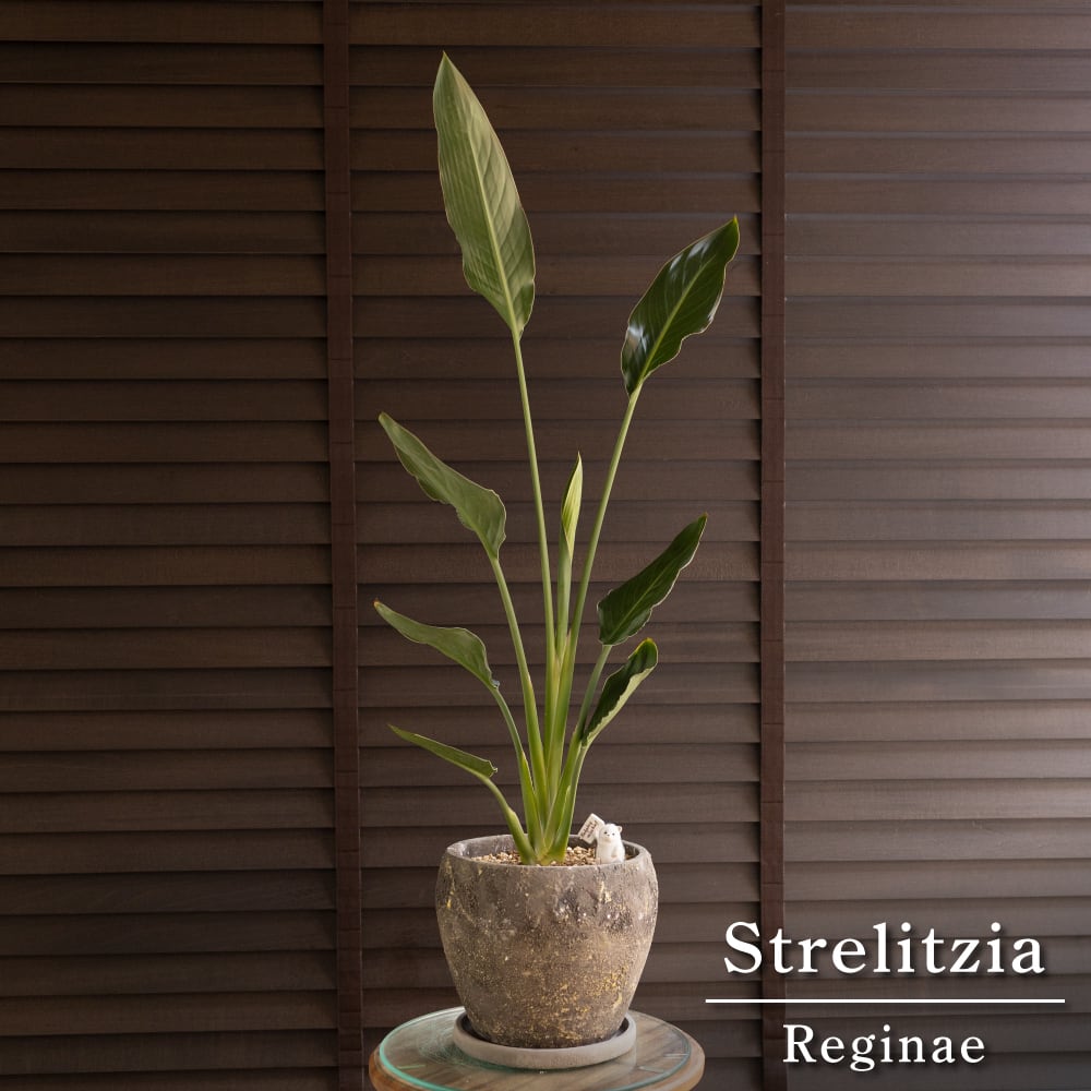 ストレリチア レギネ 6号 陶器鉢 オーガスタ 観葉植物 極楽鳥花 BR