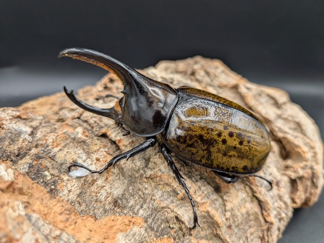 モロンシロカブト　♂84ｍｍ♀50ｍｍ　