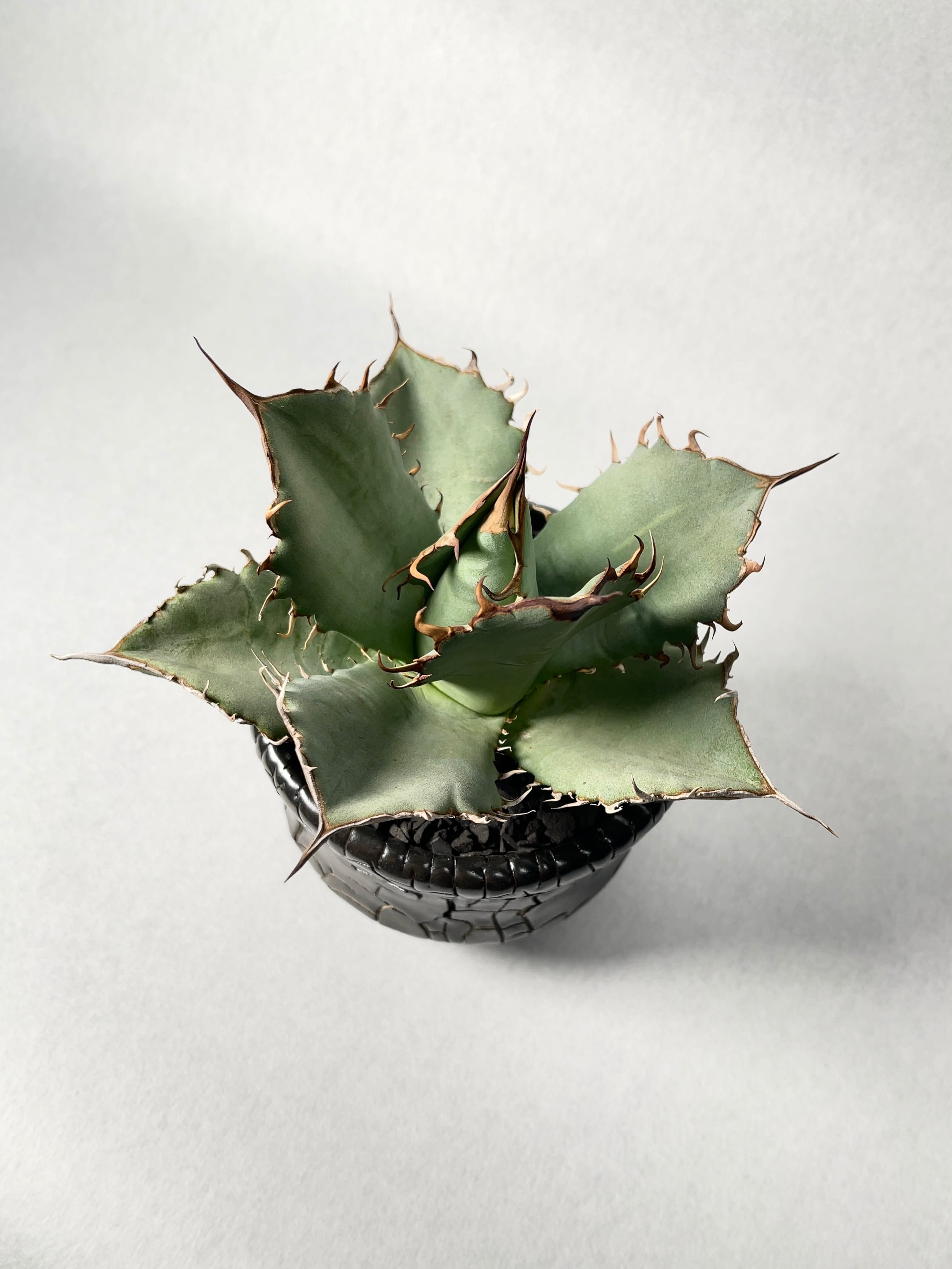 アガベ オアハカオテロイ 現地球 作家鉢 アガベ オアハカオテロイ 現地球 陶器鉢付き 【公式通販】