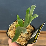 ビカクシダ ジュエル P. willinckii 'jewel' spore【265】